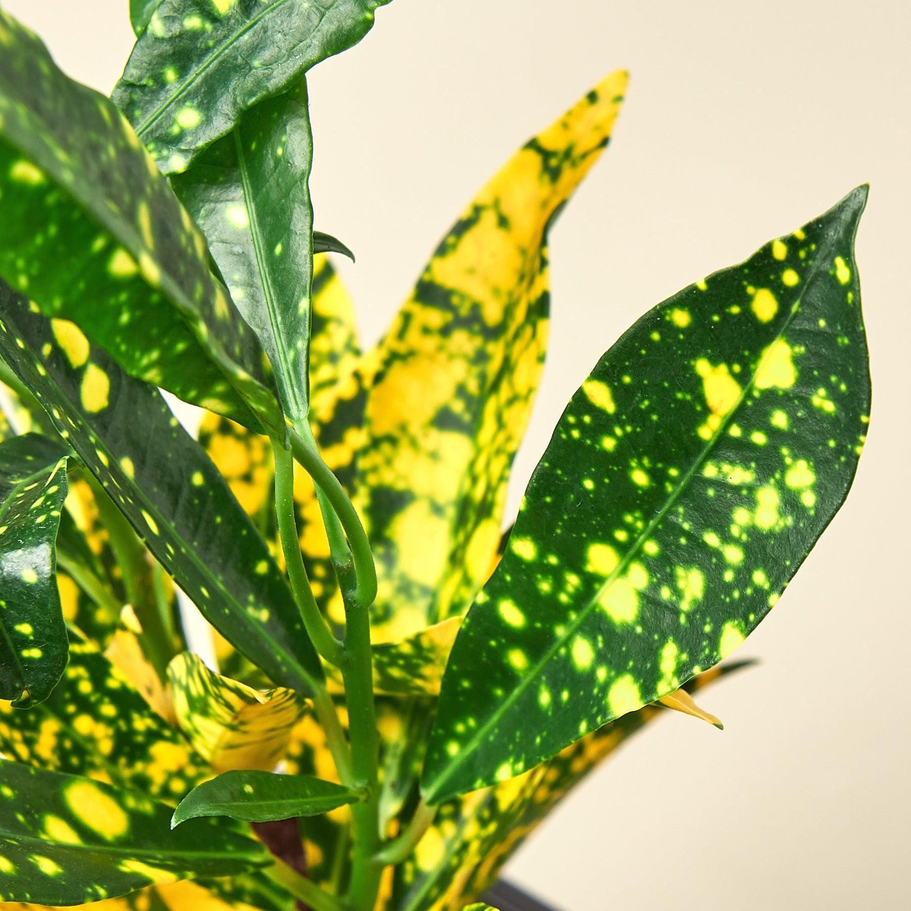 Croton 'Gold Dust'-Indoor Plants-The Succulent Source