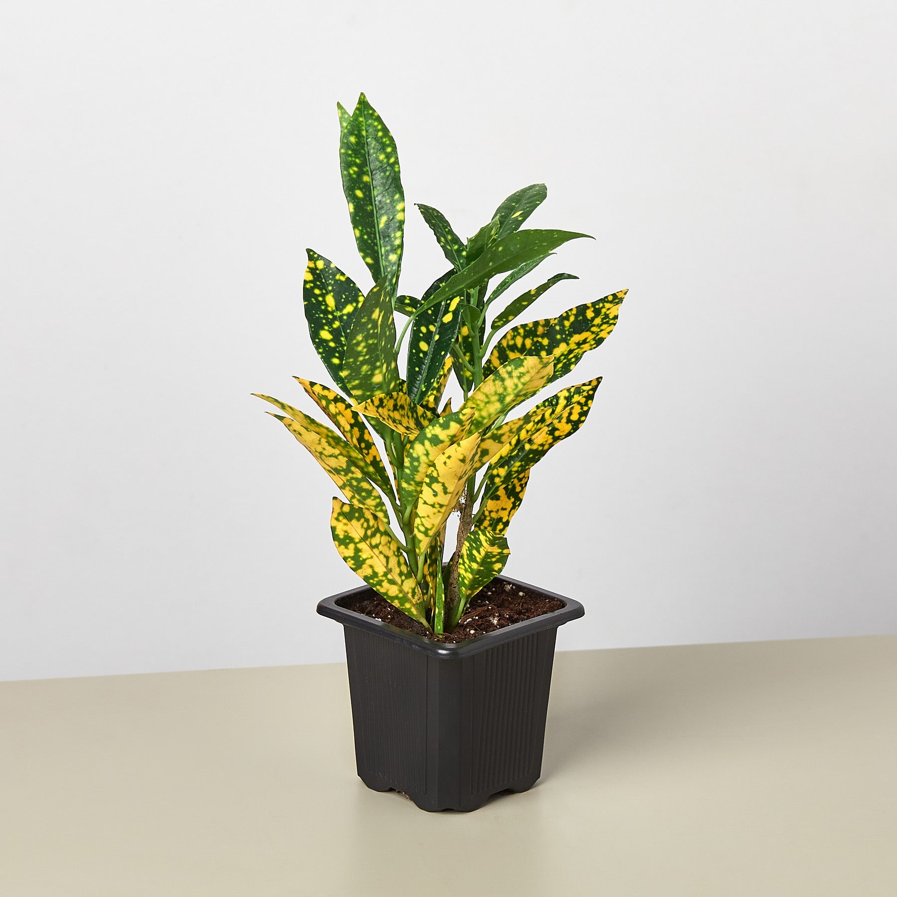 Croton 'Gold Dust'-Indoor Plants-The Succulent Source