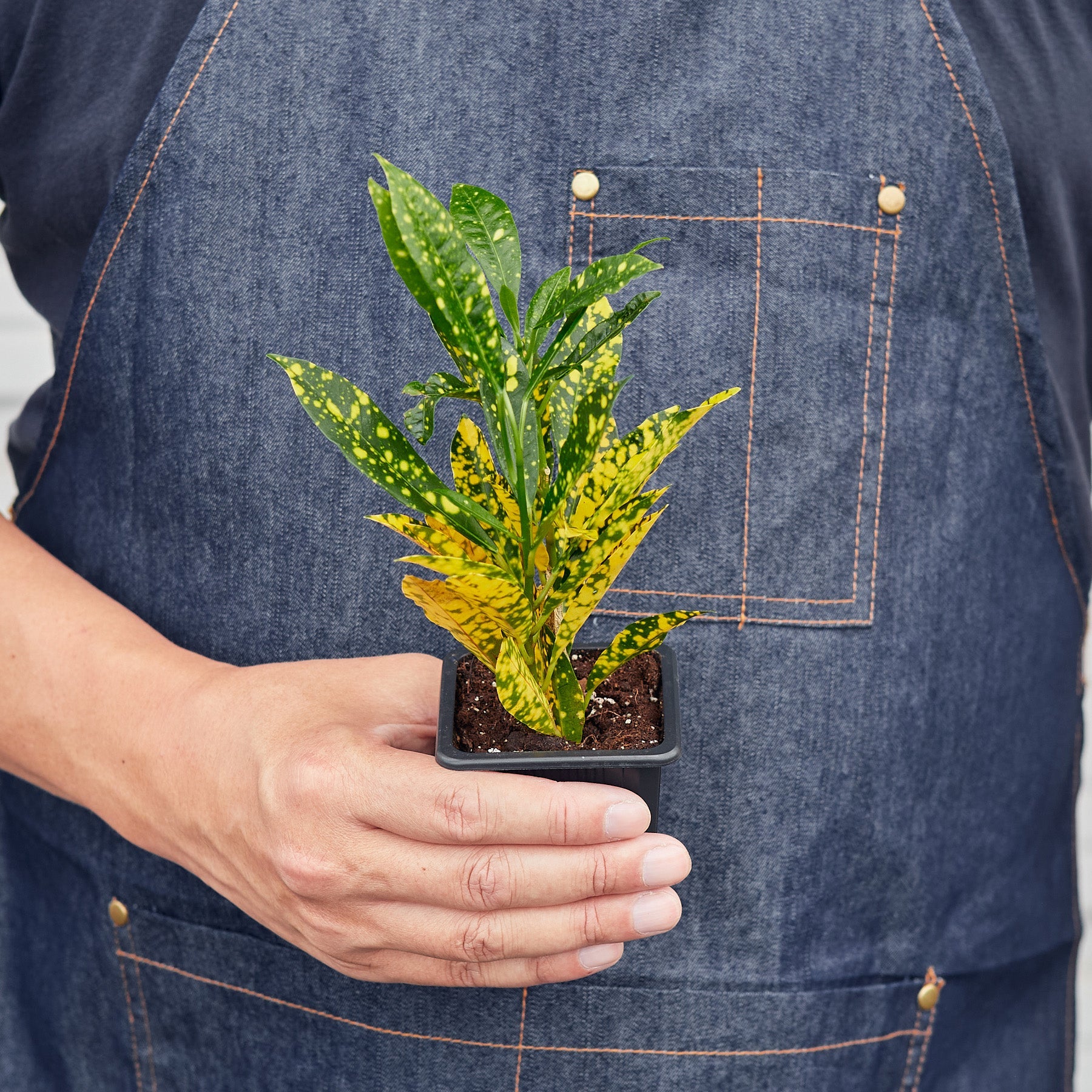 Croton 'Gold Dust'-Indoor Plants-The Succulent Source