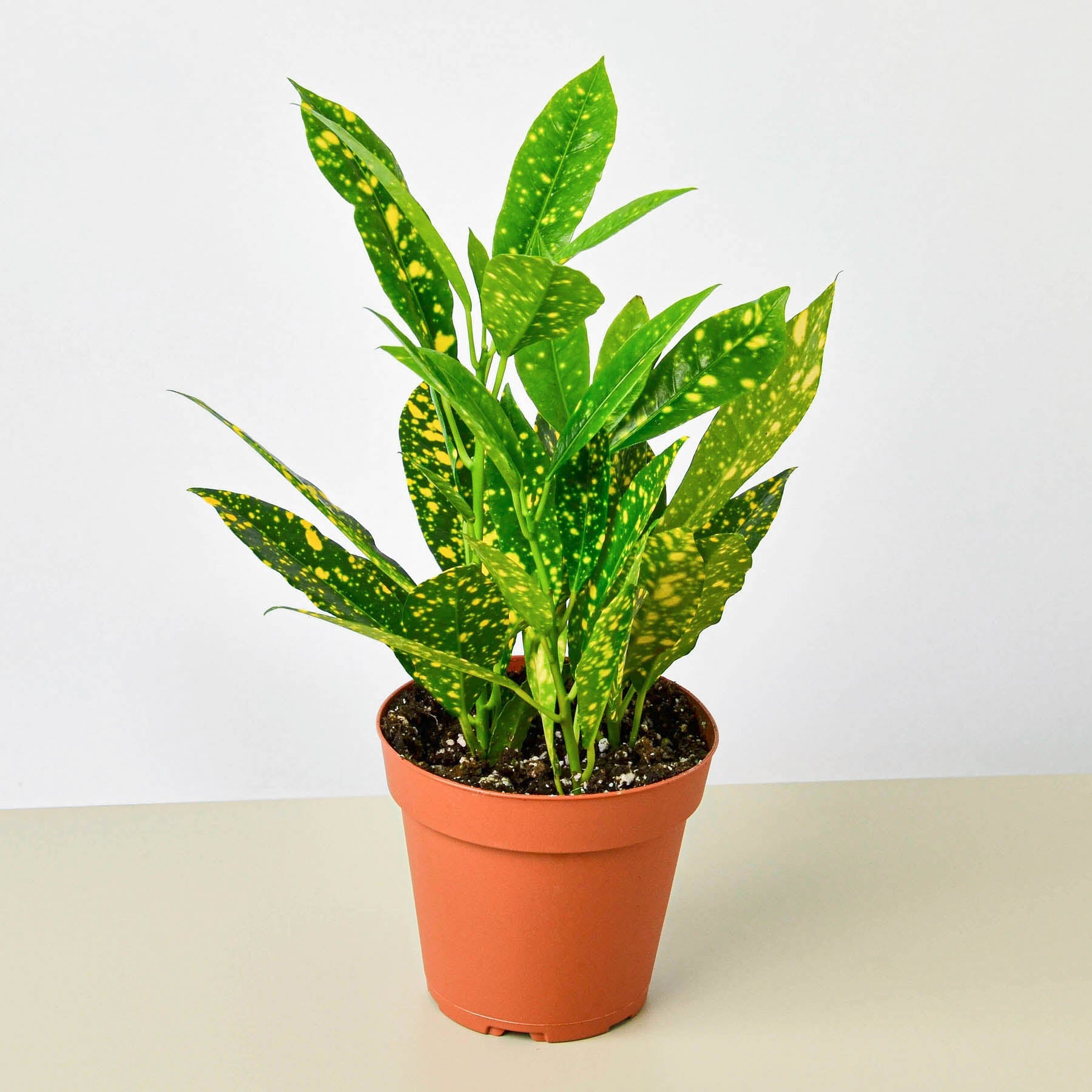 Croton 'Gold Dust'-Indoor Plants-The Succulent Source