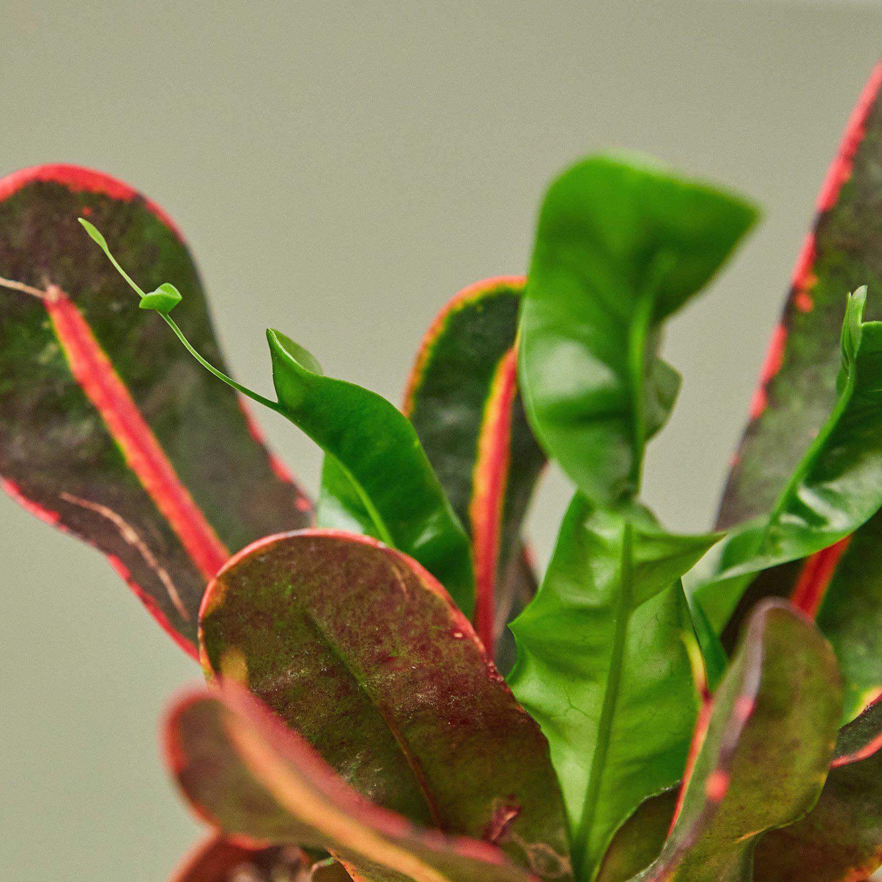 Croton Mammy-Indoor Plants-The Succulent Source