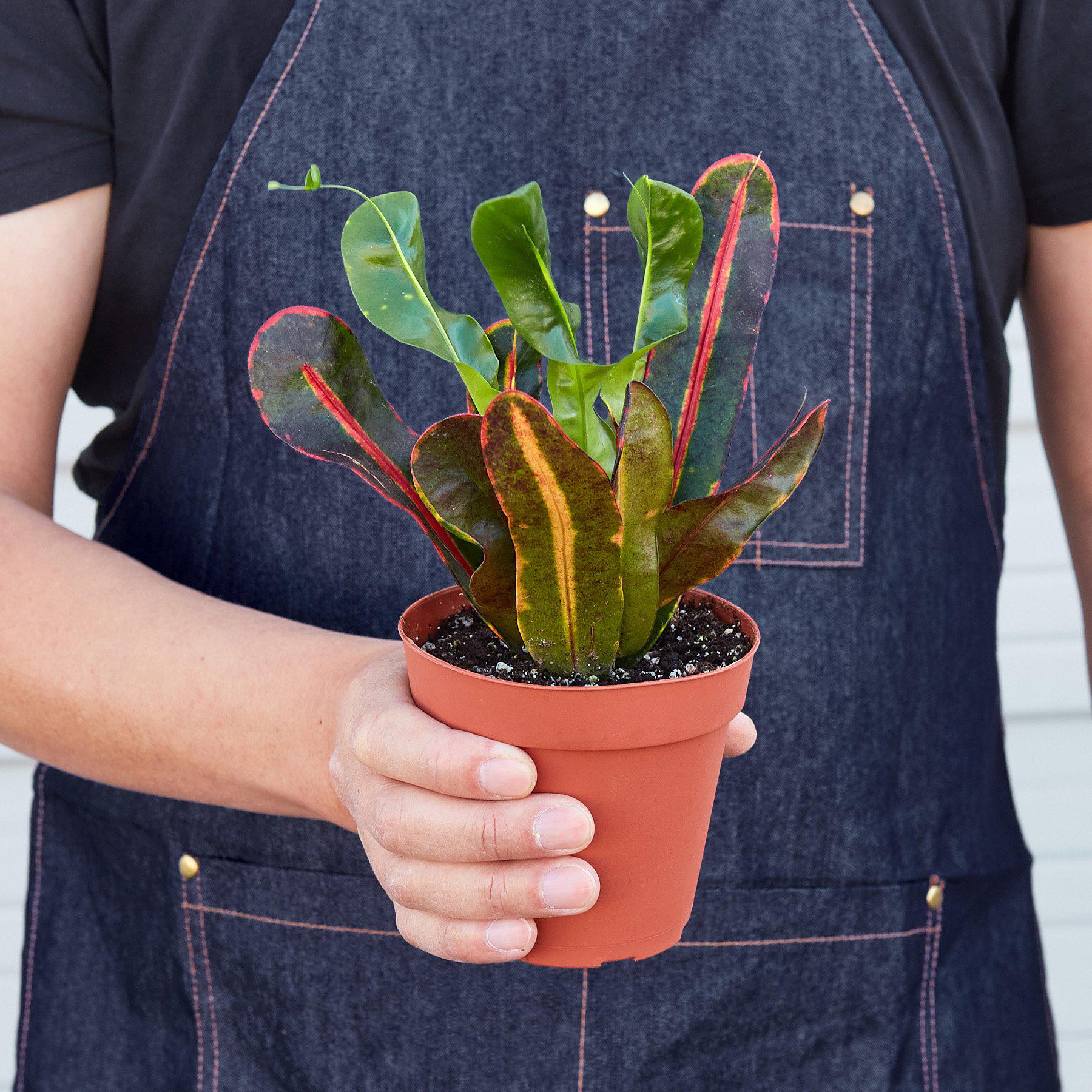 Croton Mammy-Indoor Plants-The Succulent Source