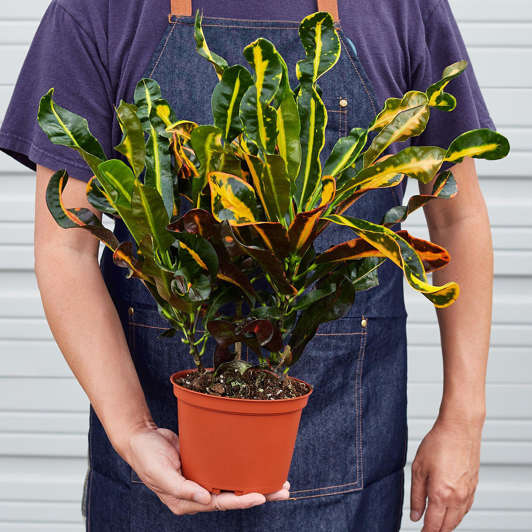 Croton Mammy-Indoor Plants-The Succulent Source