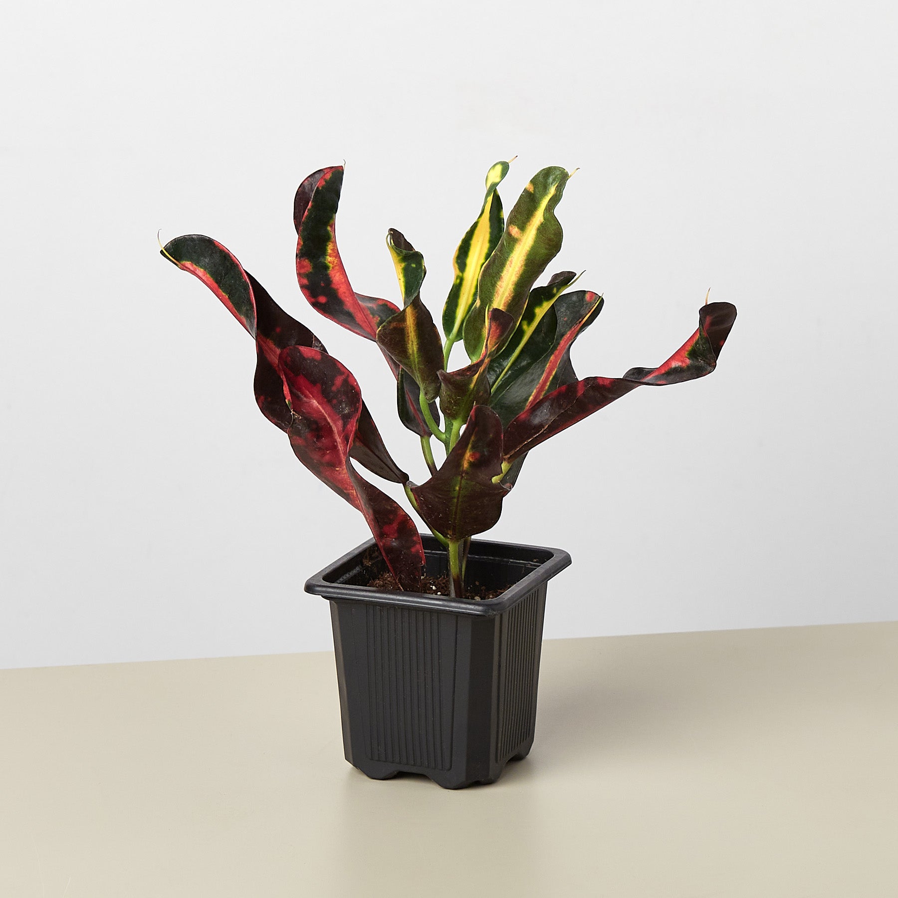 Croton Mammy-Indoor Plants-The Succulent Source