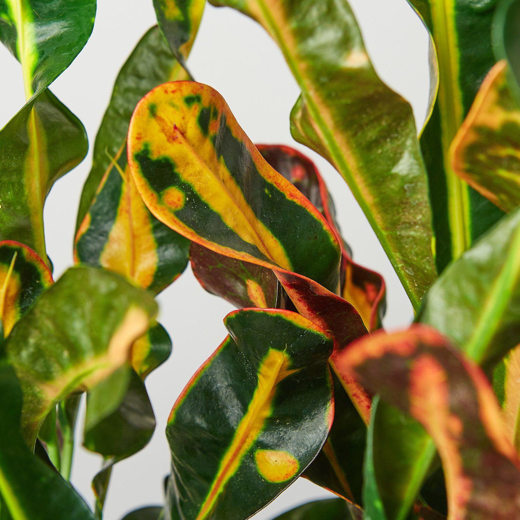 Croton Mammy-Indoor Plants-The Succulent Source