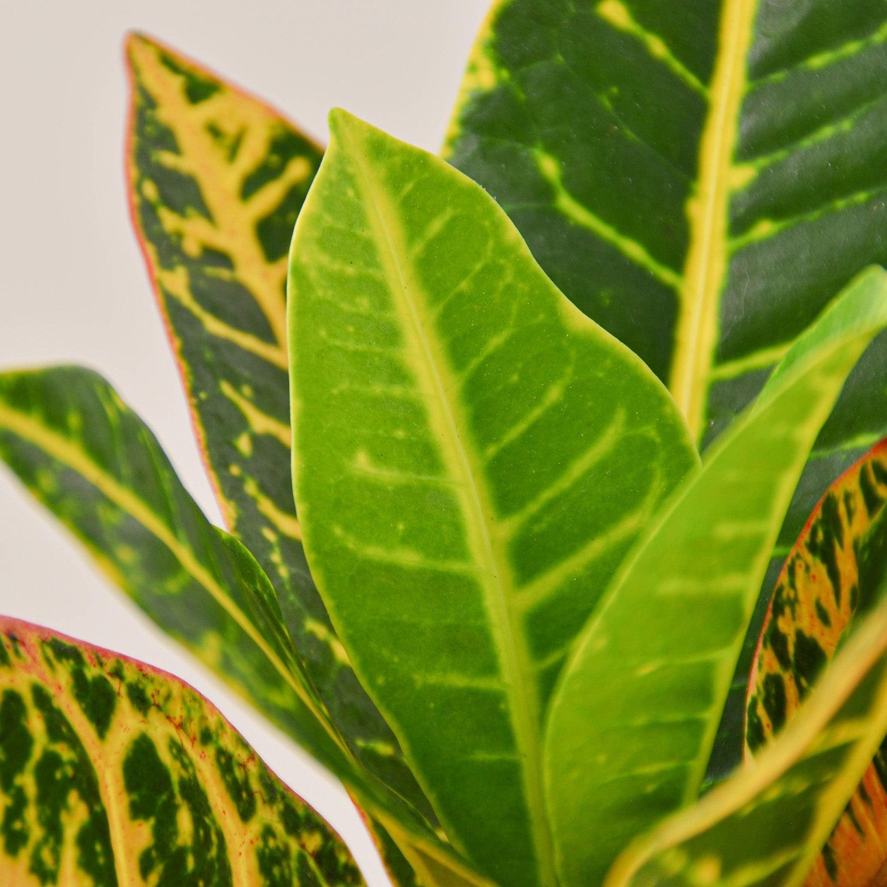 Croton Petra 'Joseph's Coat'-Indoor Plants-The Succulent Source