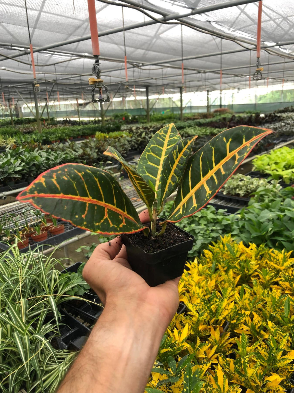Croton Petra 'Joseph's Coat'-Indoor Plants-The Succulent Source