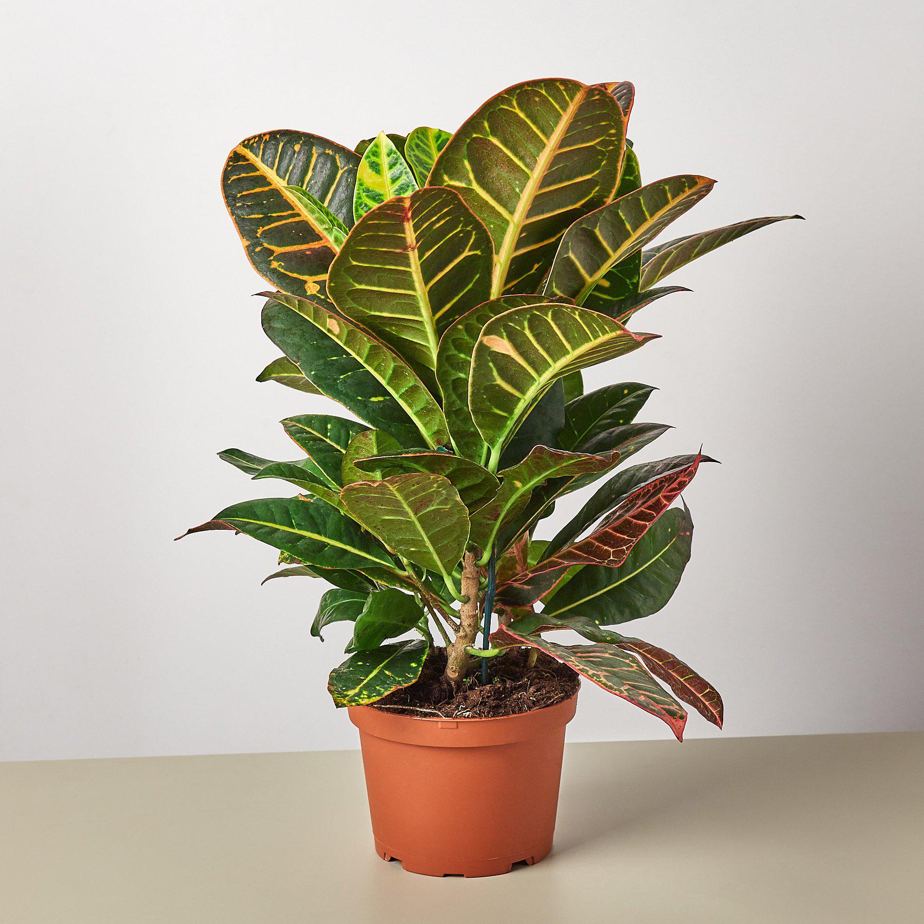 Croton Petra 'Joseph's Coat'-Indoor Plants-The Succulent Source