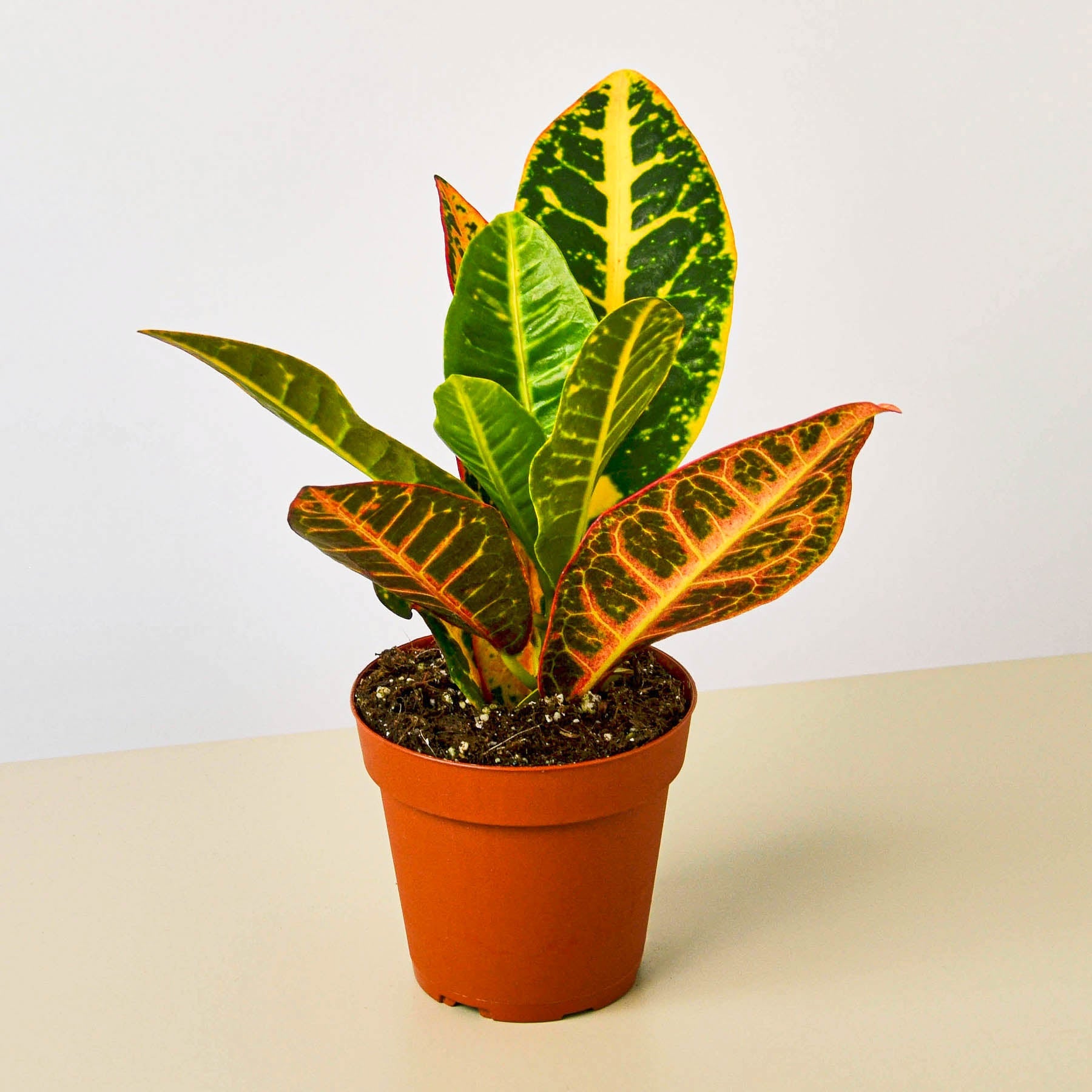 Croton Petra 'Joseph's Coat'-Indoor Plants-The Succulent Source