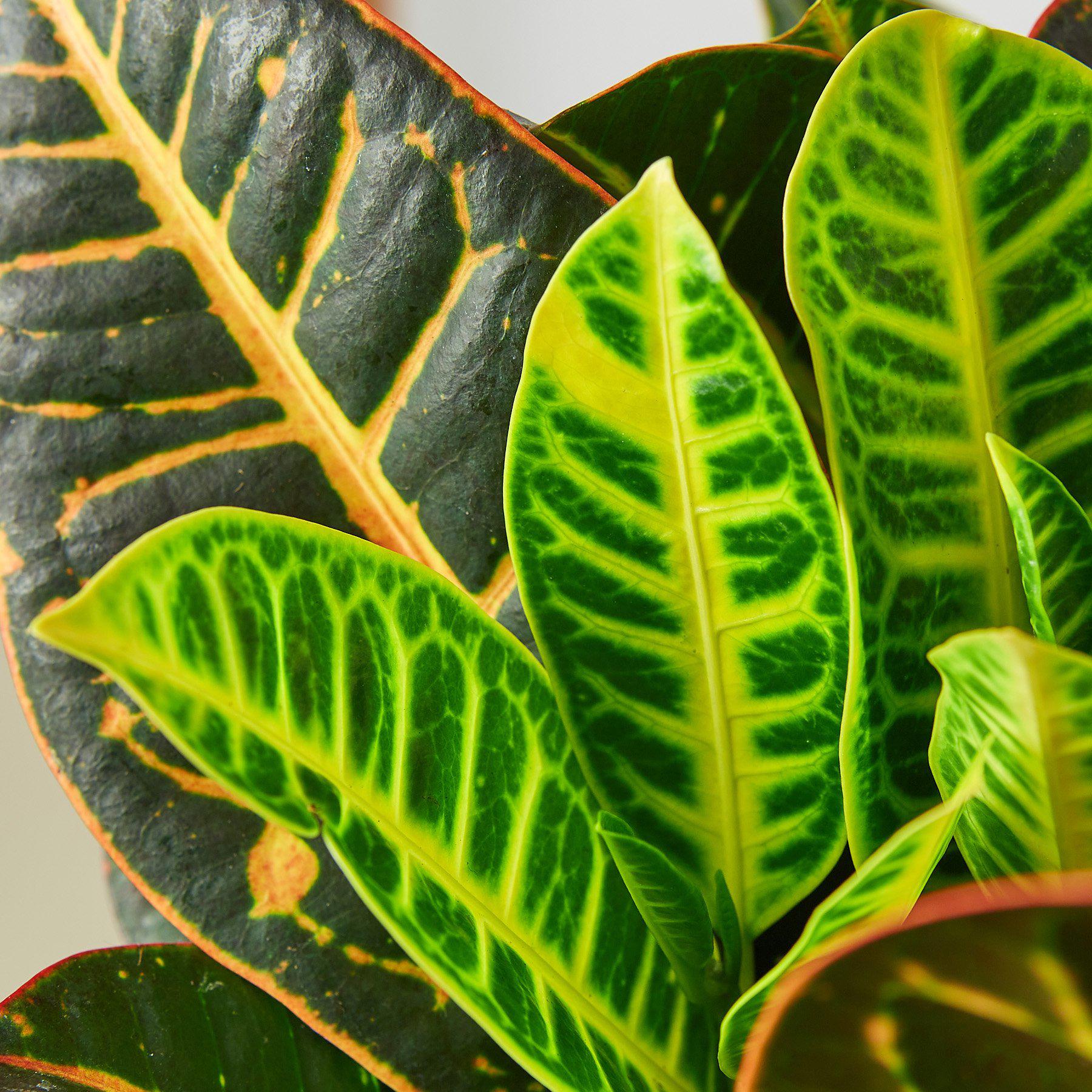 Croton Petra 'Joseph's Coat'-Indoor Plants-The Succulent Source