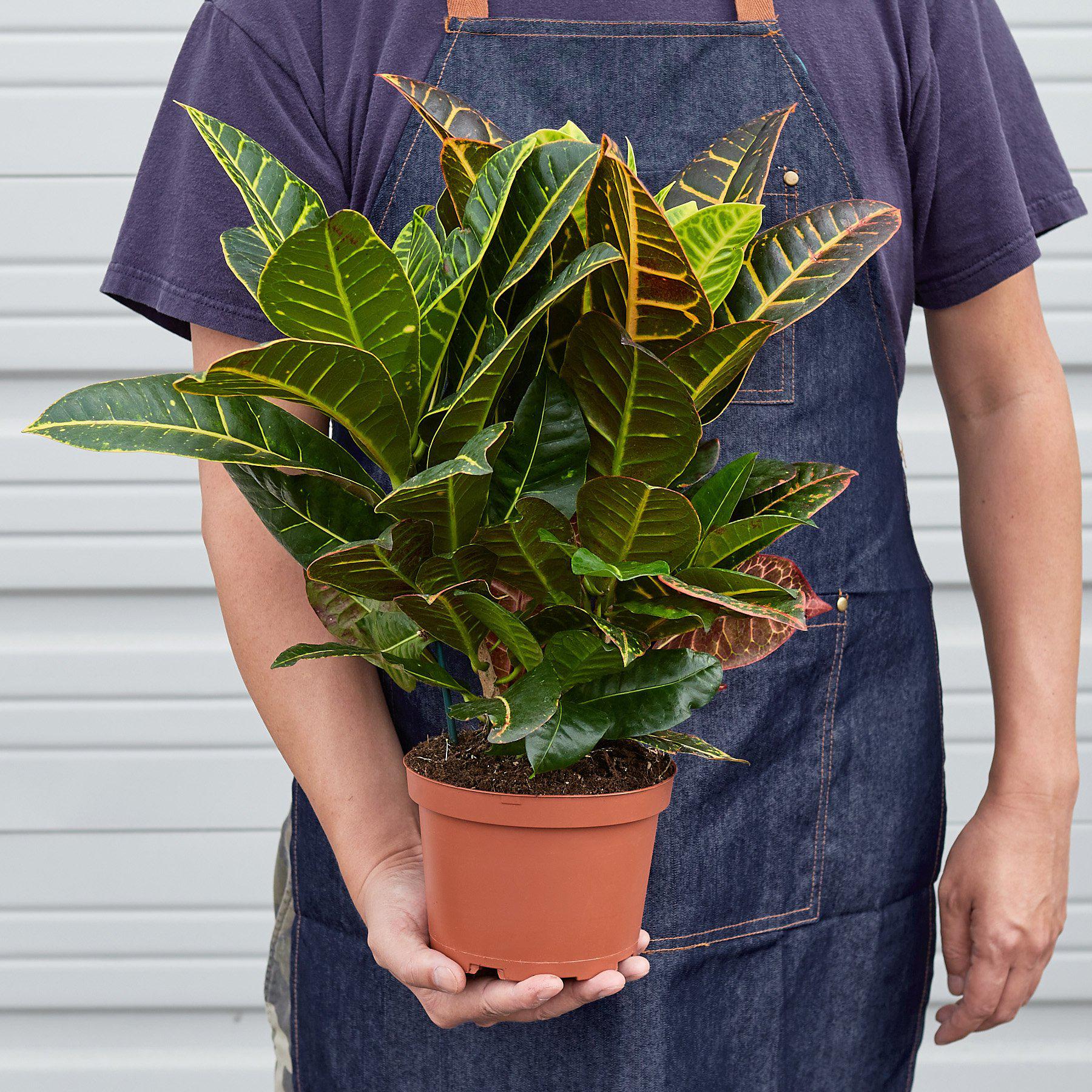 Croton Petra 'Joseph's Coat'-Indoor Plants-The Succulent Source