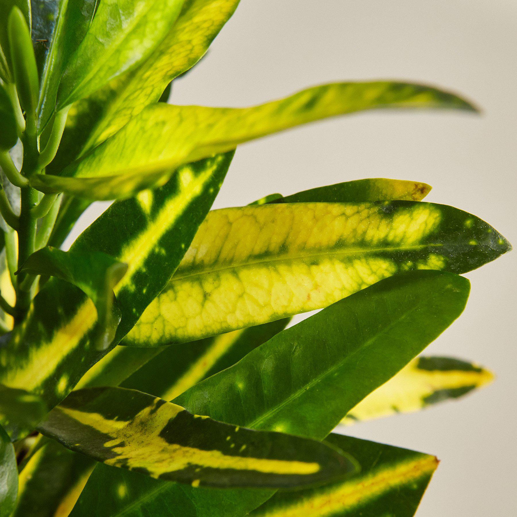 Croton 'Sunny Star'-Indoor Plants-The Succulent Source