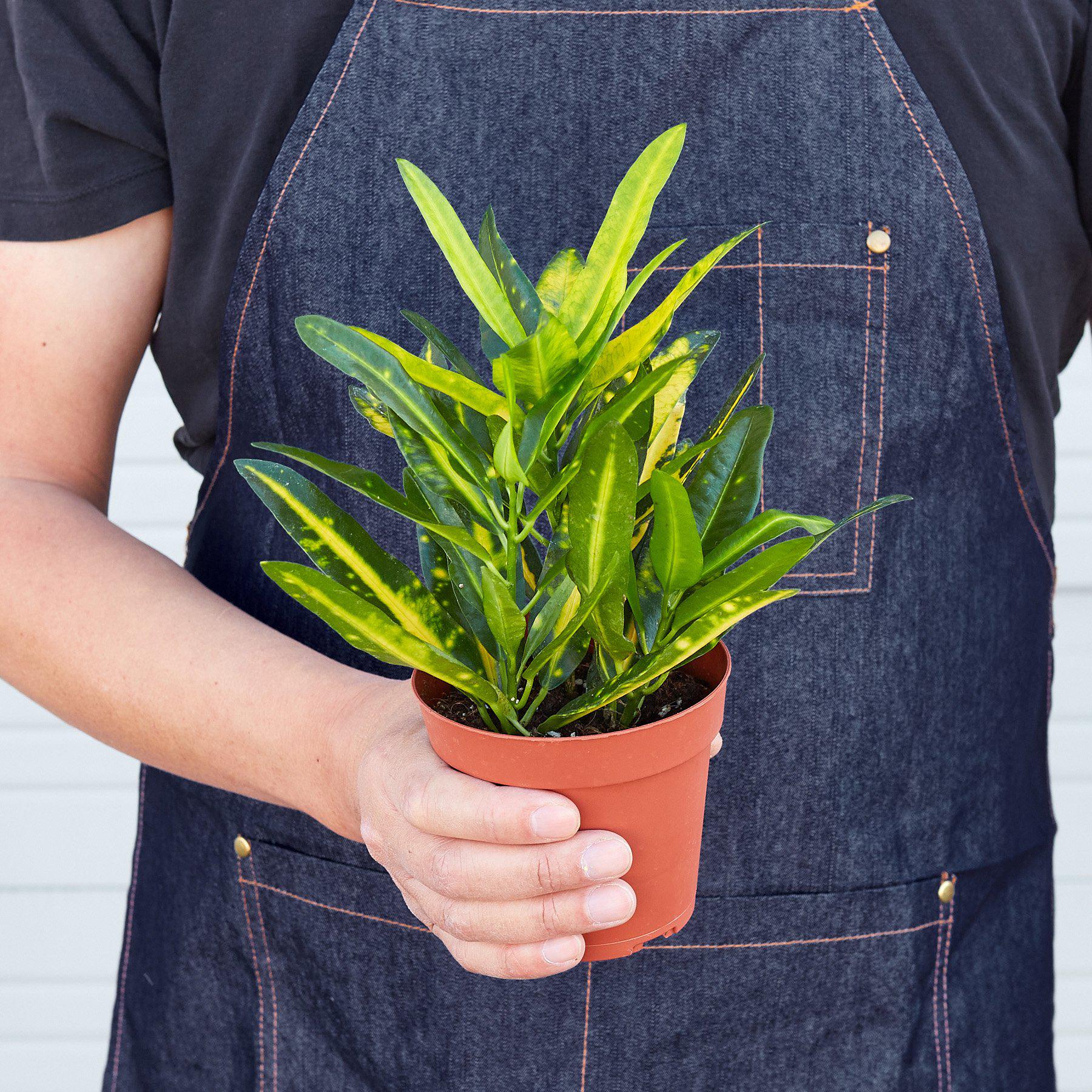 Croton 'Sunny Star'-Indoor Plants-The Succulent Source
