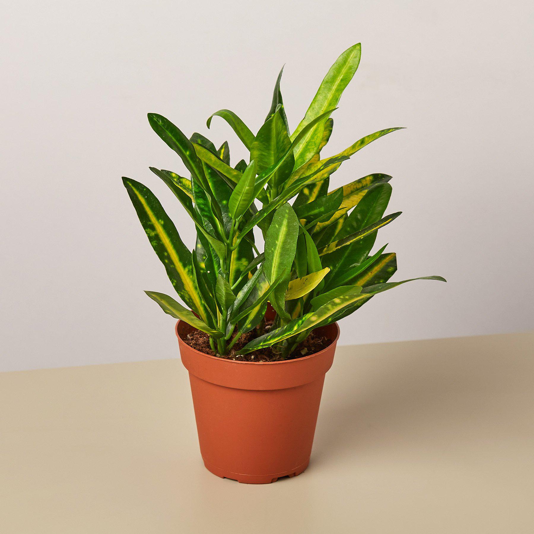Croton 'Sunny Star'-Indoor Plants-The Succulent Source