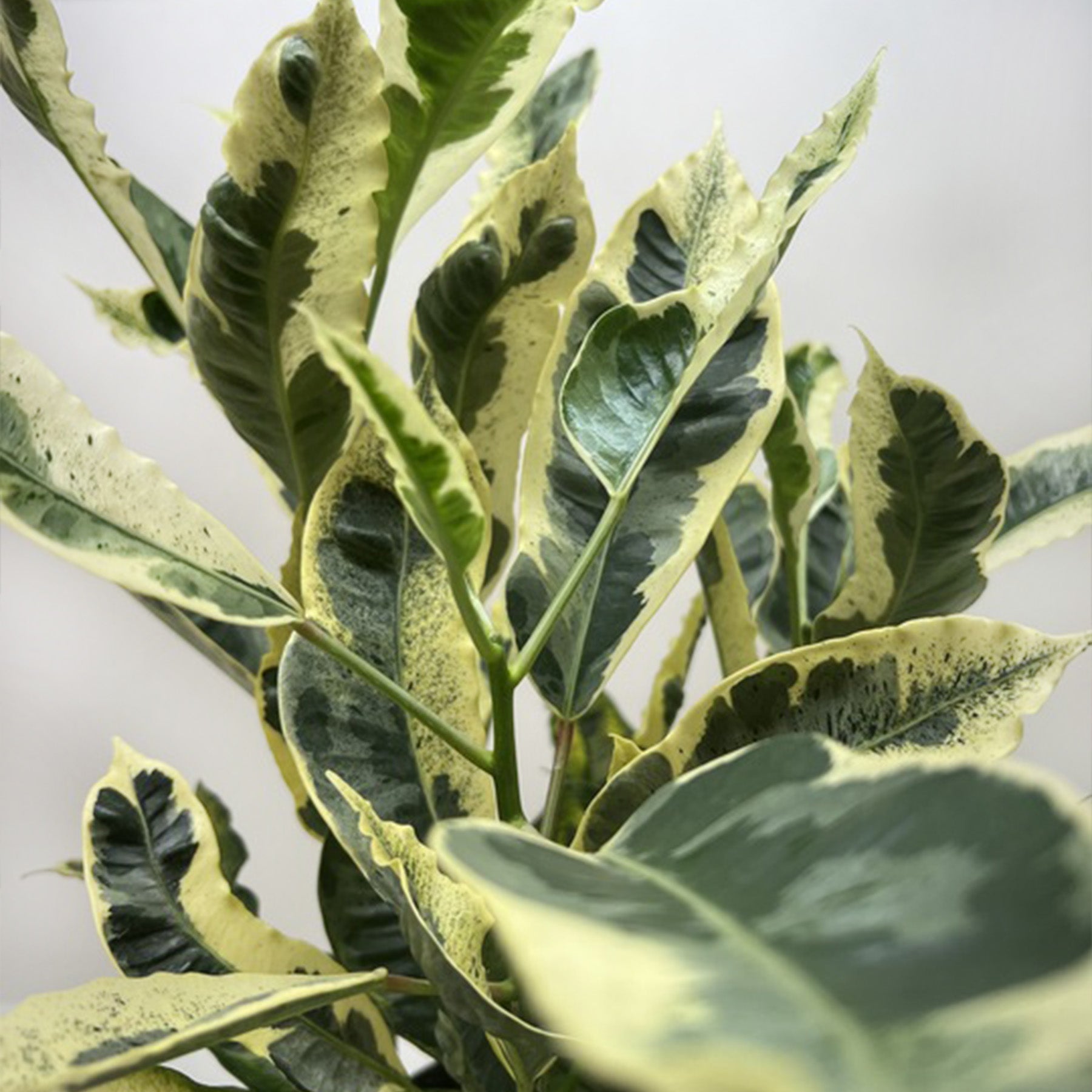 Croton 'Tamara'-Indoor Plants-The Succulent Source