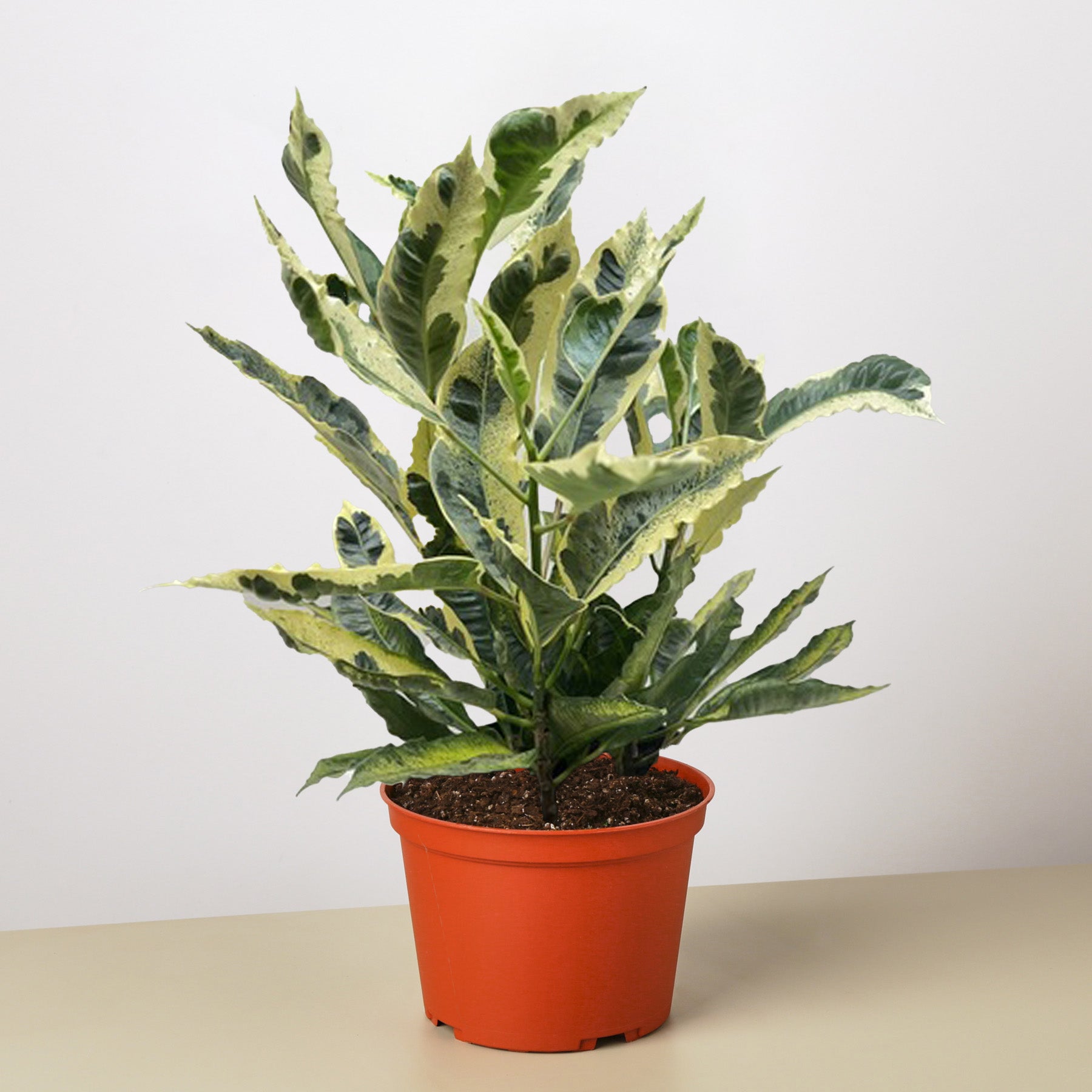 Croton 'Tamara'-Indoor Plants-The Succulent Source