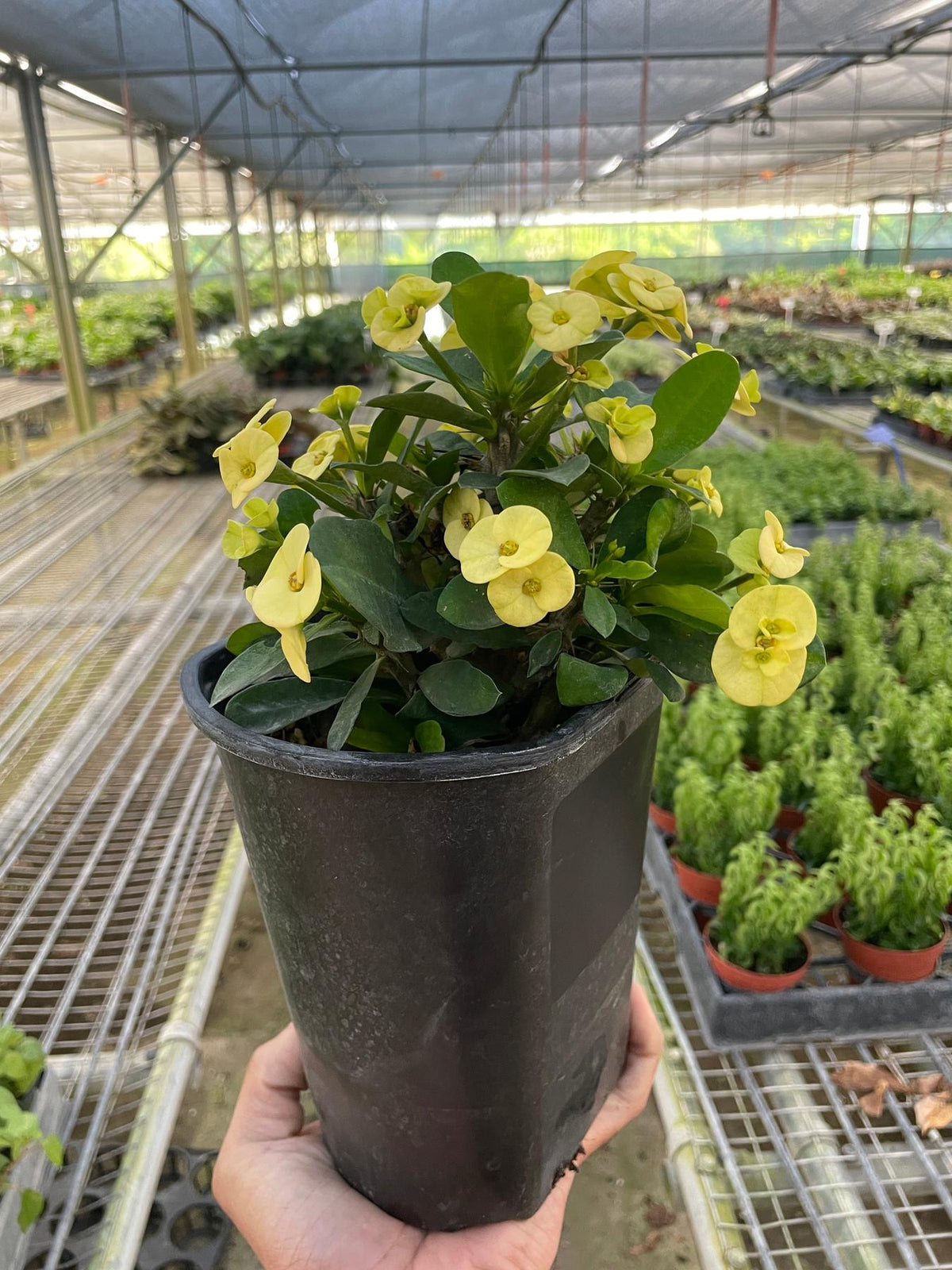 Crown of Thorns-6" Plant (2pk/$4.5) ($15 Ship/63oz)-The Succulent Source
