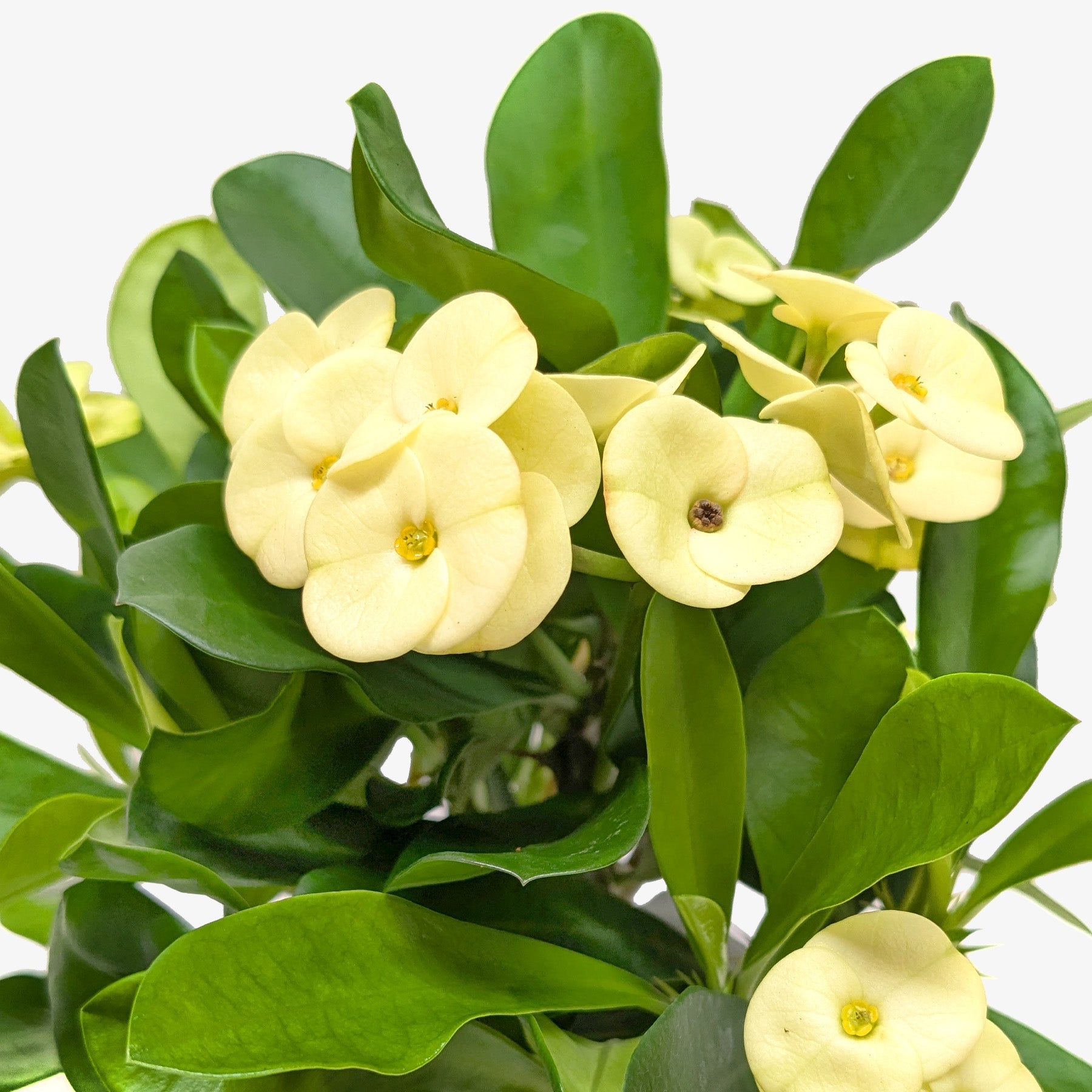 Crown of Thorns-6" Plant (2pk/$4.5) ($15 Ship/63oz)-The Succulent Source