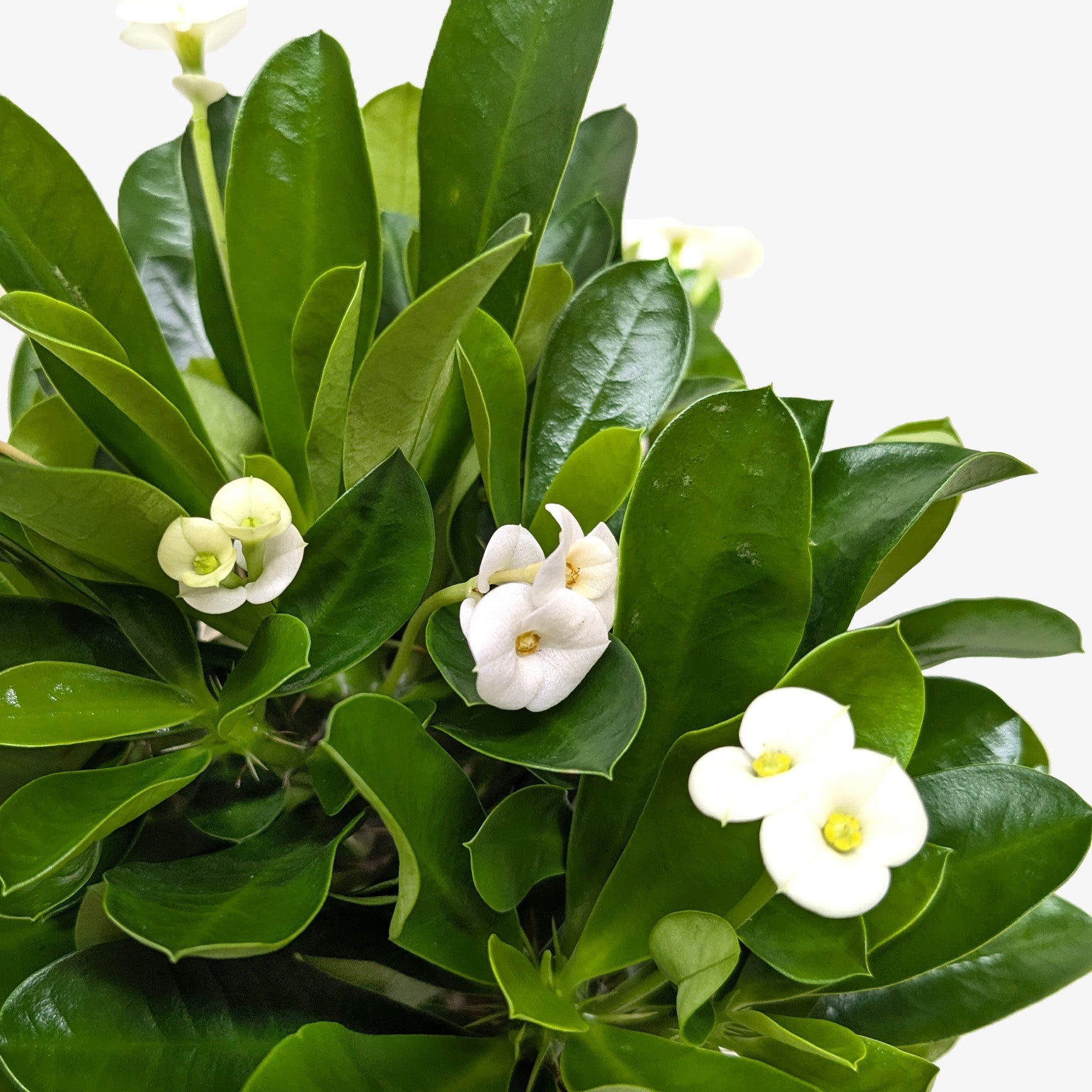 Crown of Thorns-6" Plant (2pk/$4.5) ($15 Ship/63oz)-The Succulent Source