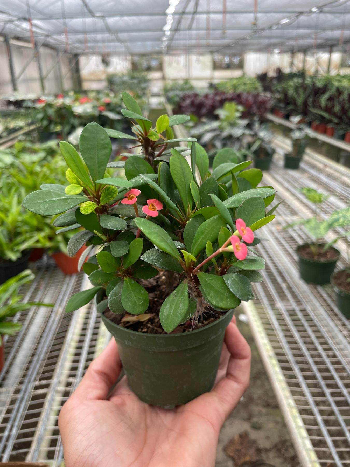 Crown of Thorns-6" Plant (2pk/$4.5) ($15 Ship/63oz)-The Succulent Source