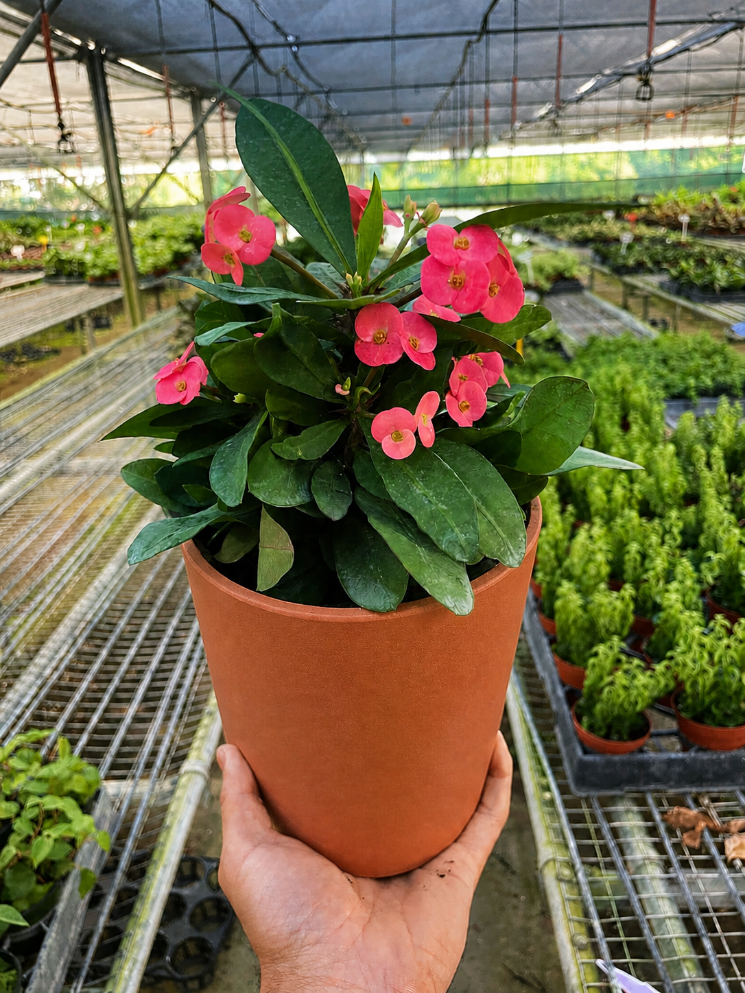 Crown of Thorns-6" Plant (2pk/$4.5) ($15 Ship/63oz)-The Succulent Source