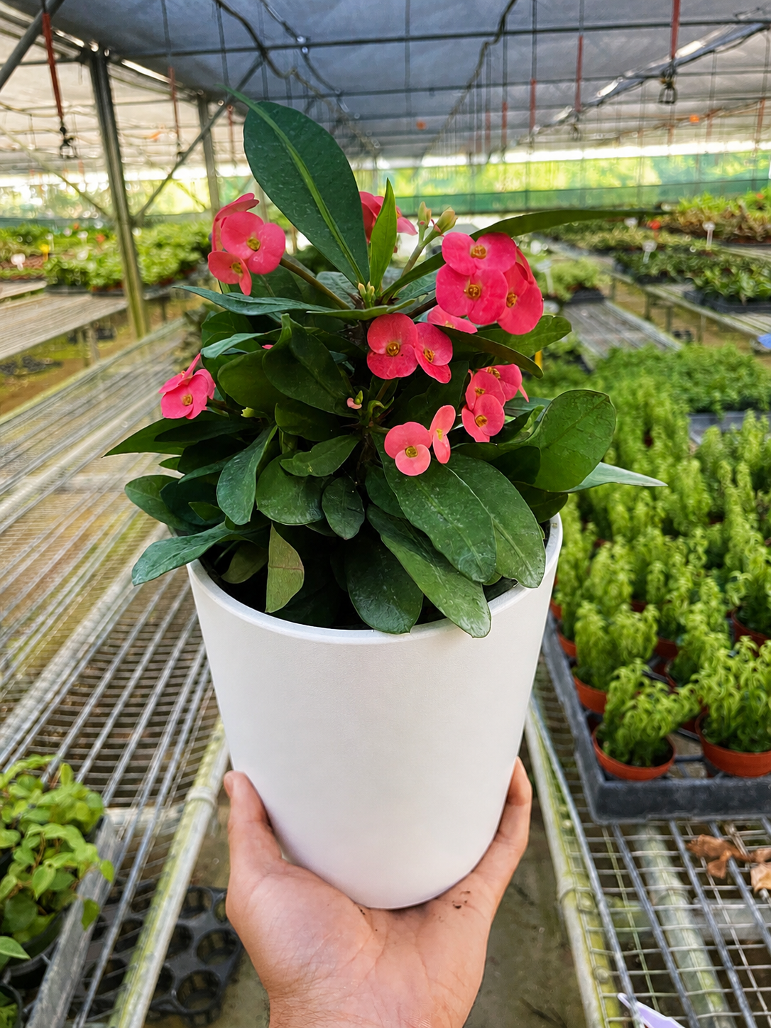 Crown of Thorns-6" Plant (2pk/$4.5) ($15 Ship/63oz)-The Succulent Source