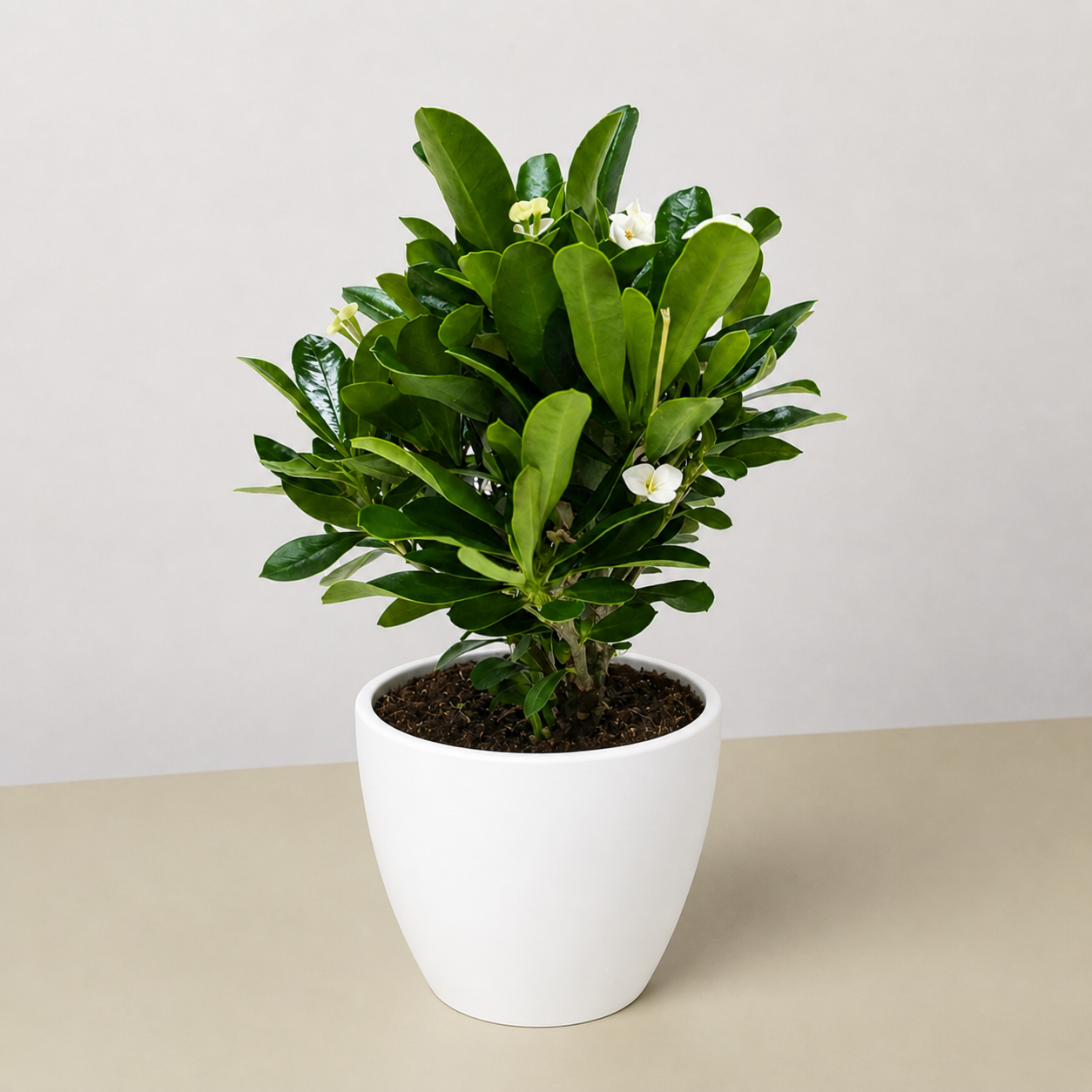 Crown of Thorns-6" Plant (2pk/$4.5) ($15 Ship/63oz)-The Succulent Source