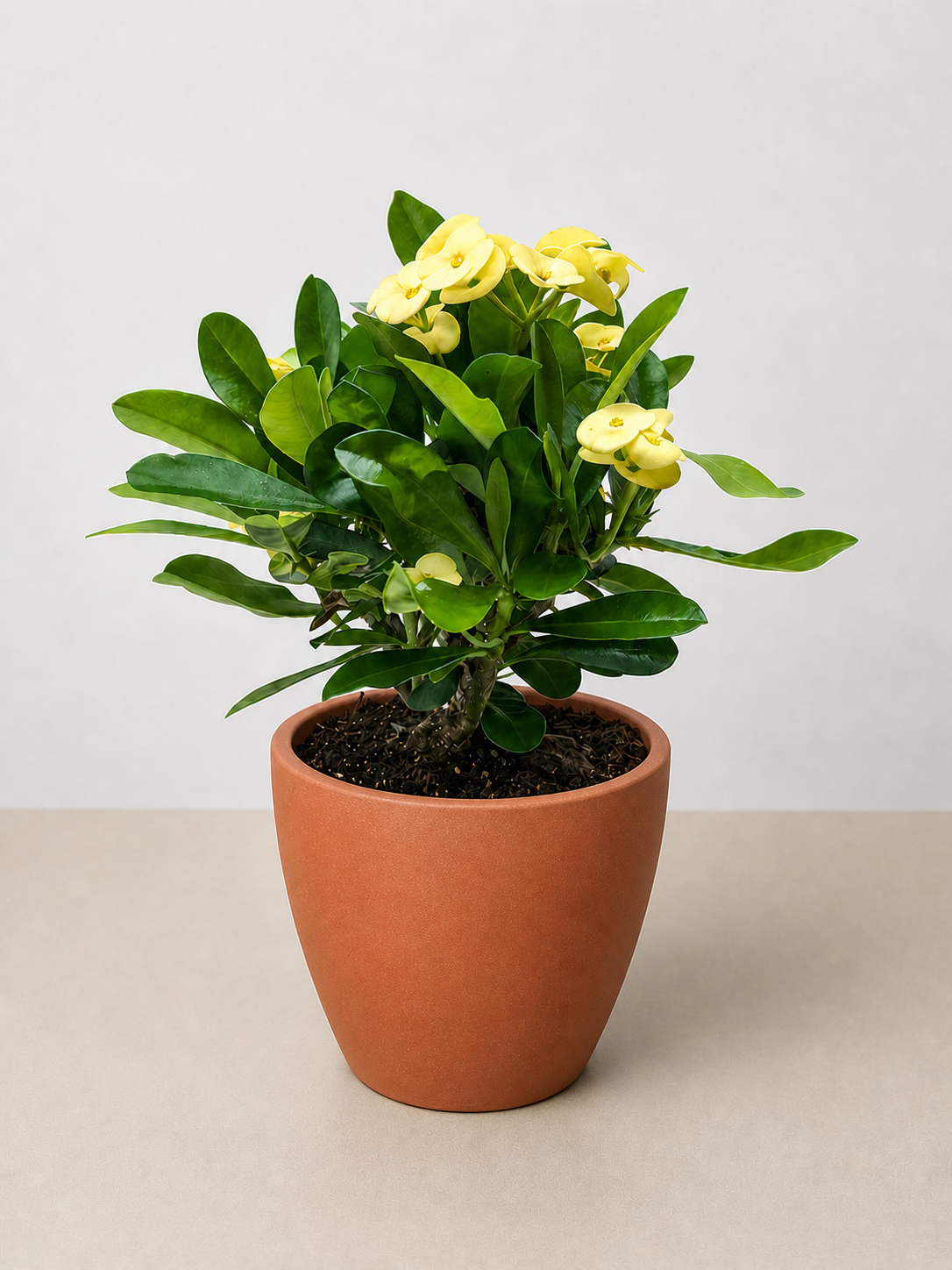 Crown of Thorns-6" Plant (2pk/$4.5) ($15 Ship/63oz)-The Succulent Source