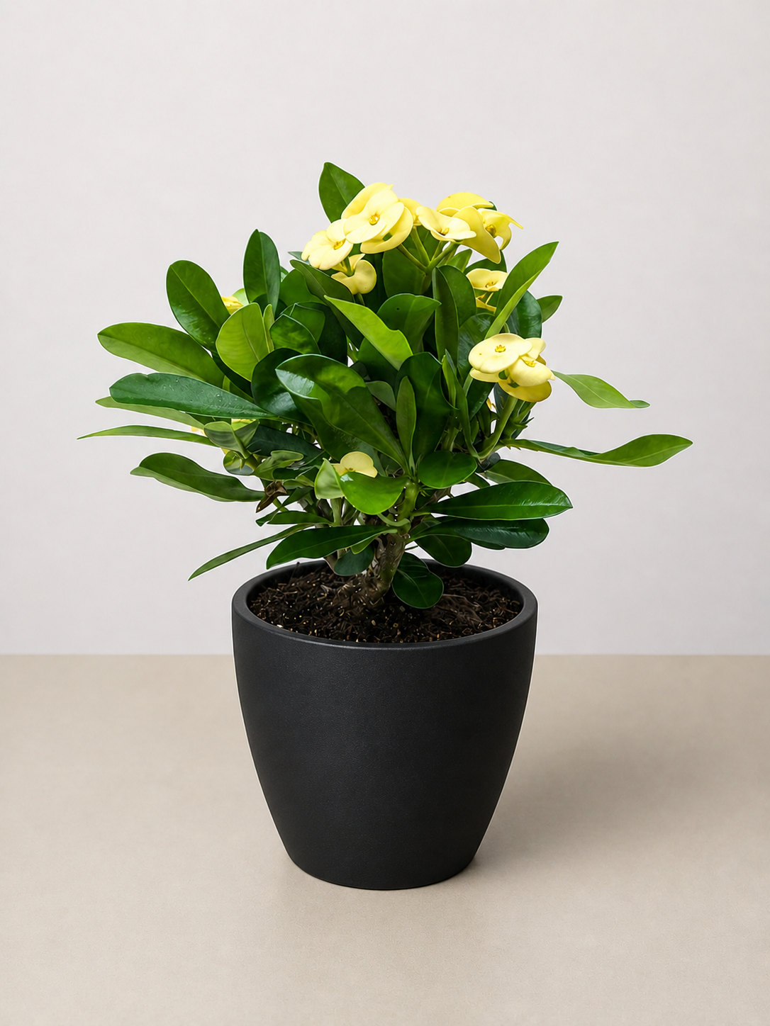 Crown of Thorns-6" Plant (2pk/$4.5) ($15 Ship/63oz)-The Succulent Source