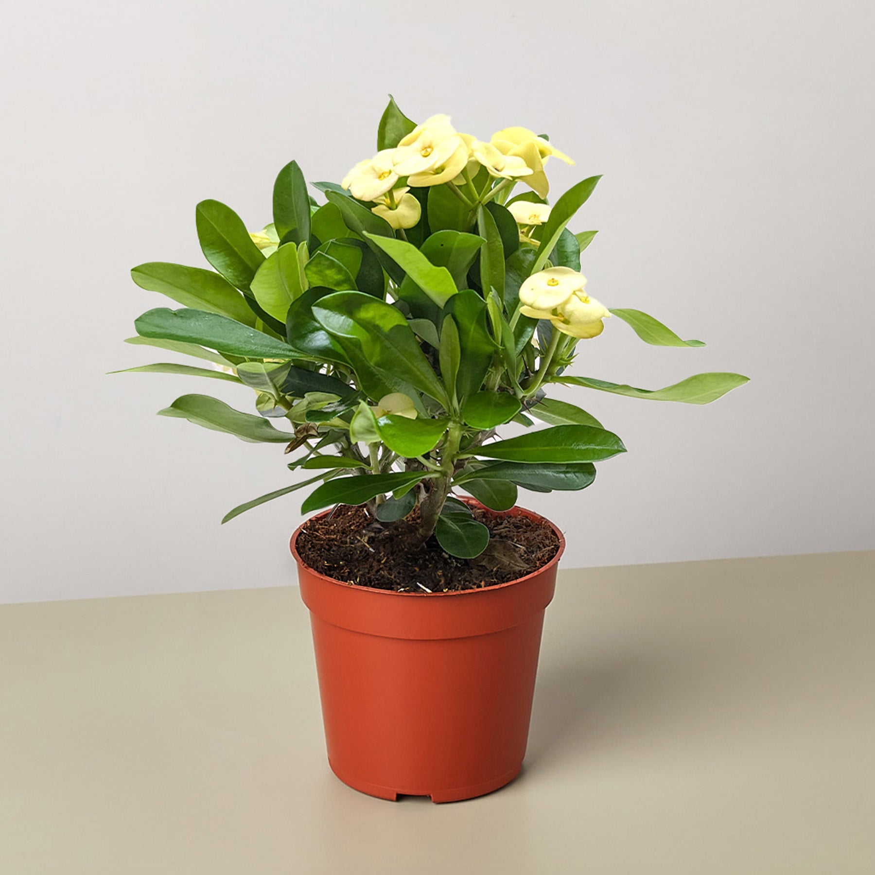 Crown of Thorns-6" Plant (2pk/$4.5) ($15 Ship/63oz)-The Succulent Source