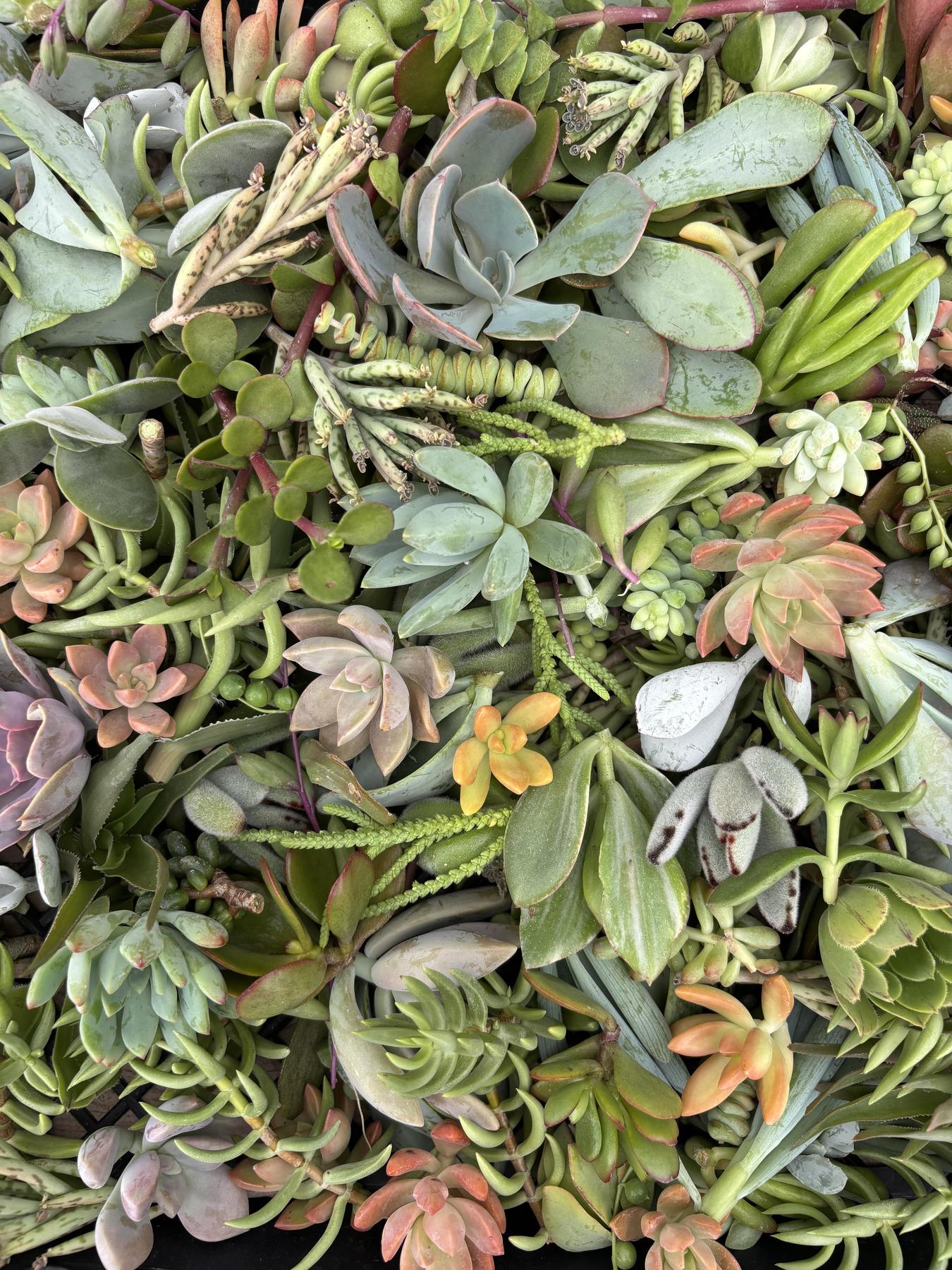 Cuttings - Assorted Succulents (price per ONE cutting) 20% OFF SALE!!-Succulent - Cutting-The Succulent Source