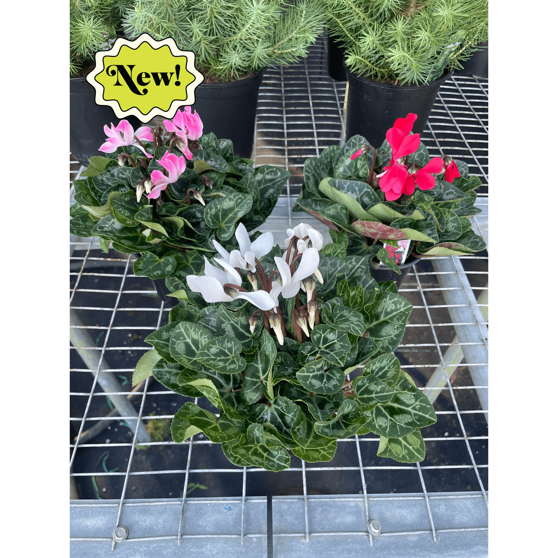 Cyclamen 'Assorted'-Indoor Plants-The Succulent Source