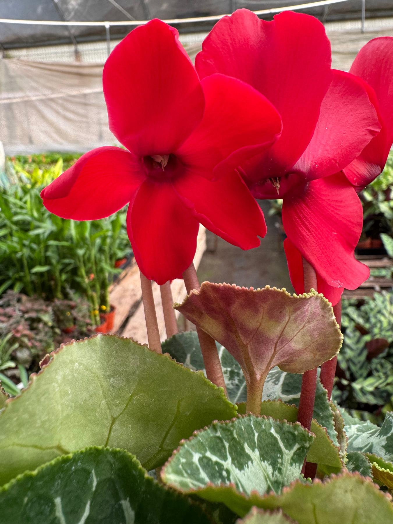 Cyclamen 'Red'-Indoor Plants-The Succulent Source