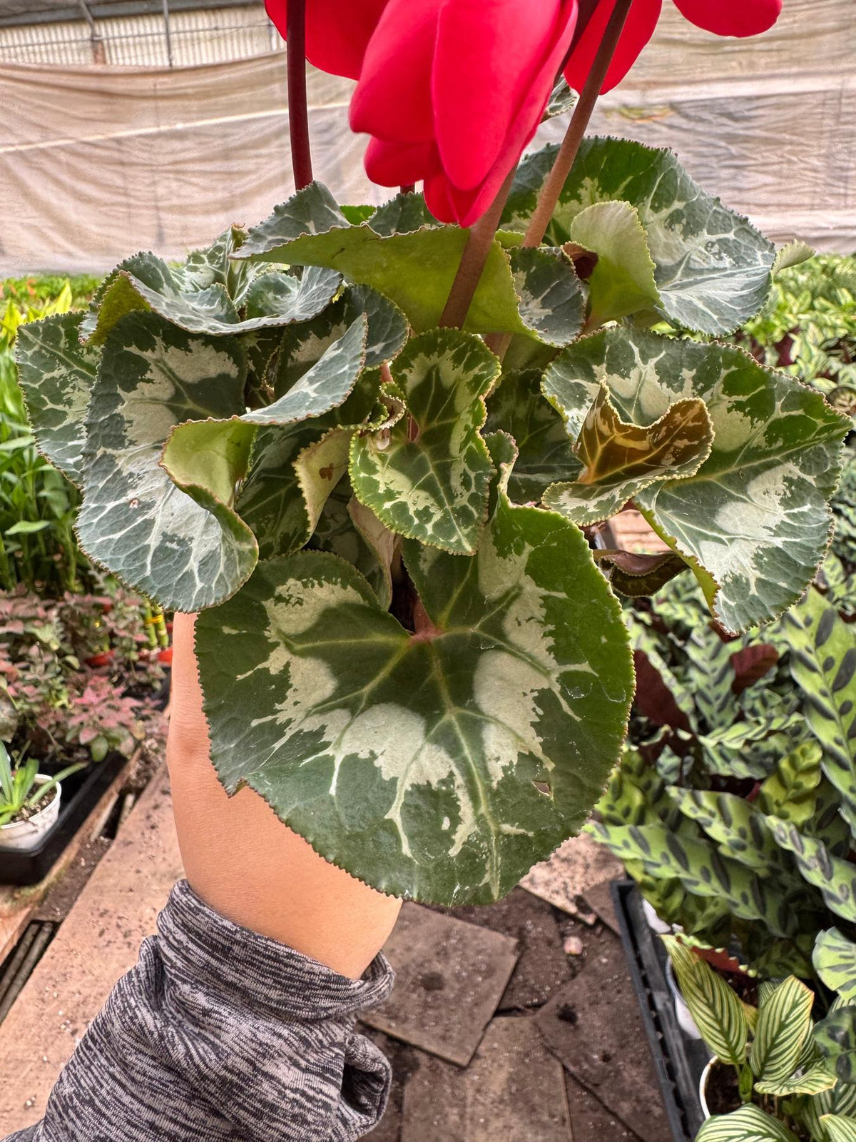 Cyclamen 'Red'-Indoor Plants-The Succulent Source