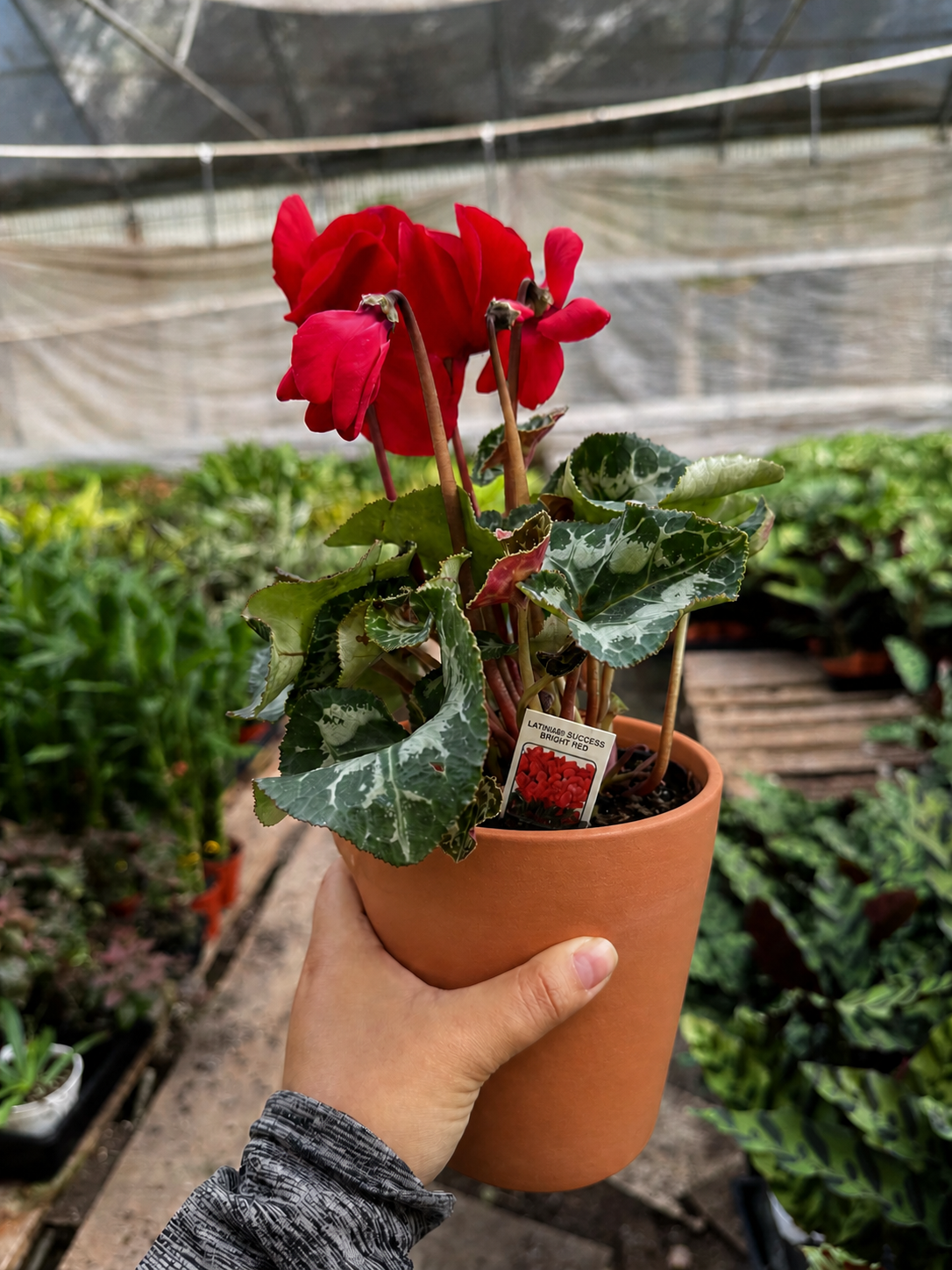 Cyclamen 'Red'-Indoor Plants-The Succulent Source