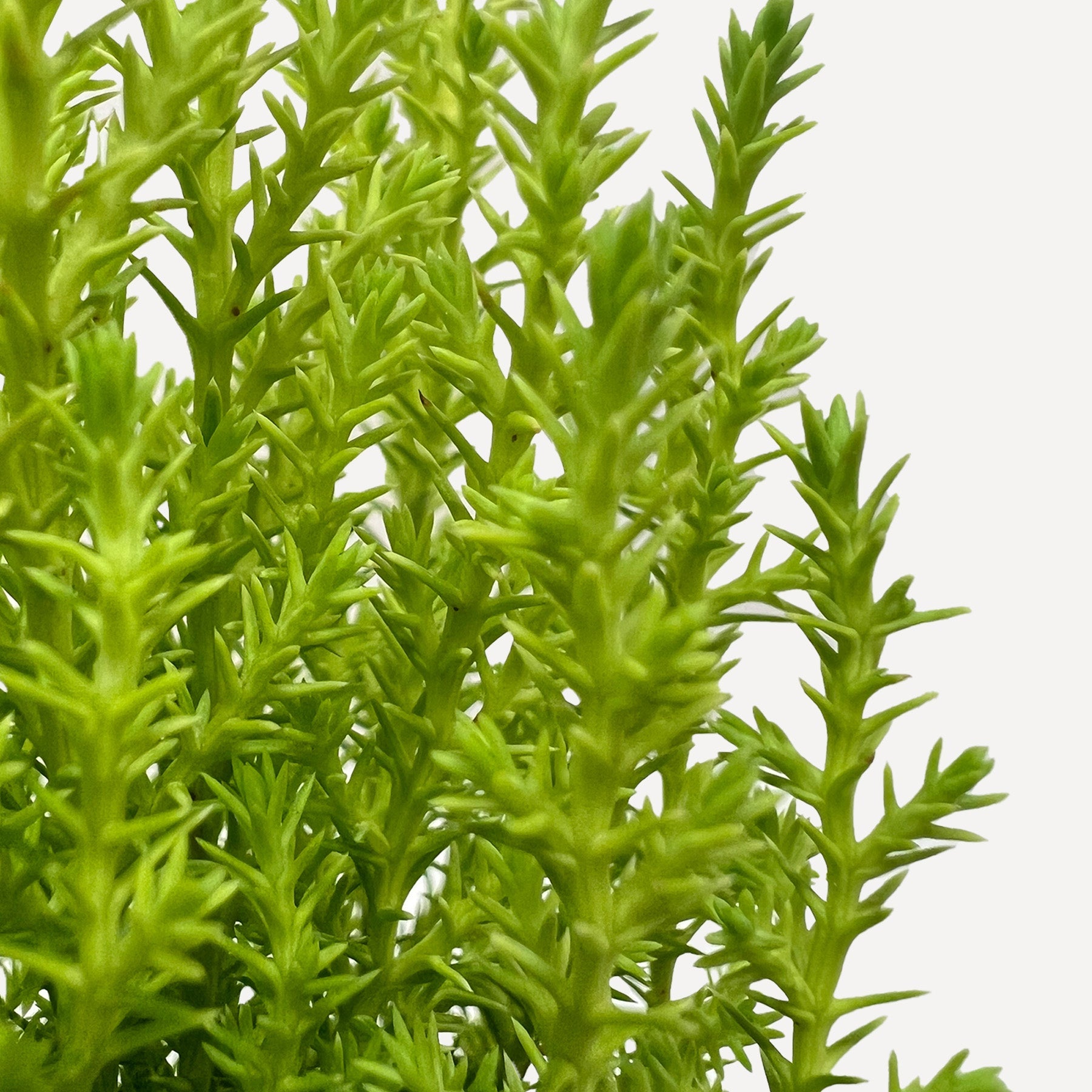 Cypress Lemon-Indoor Plants-The Succulent Source