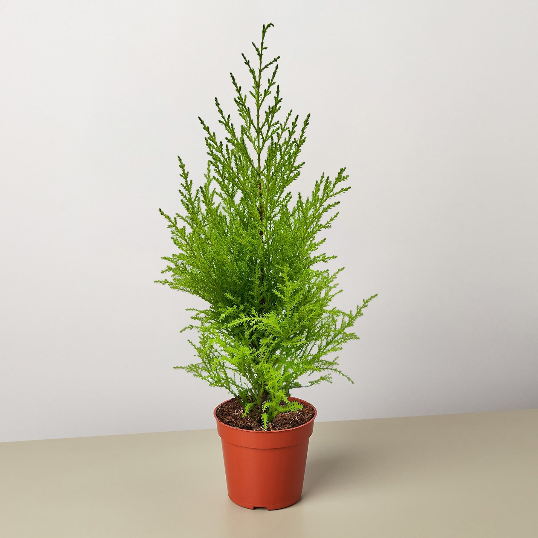Cypress Lemon-Indoor Plants-The Succulent Source
