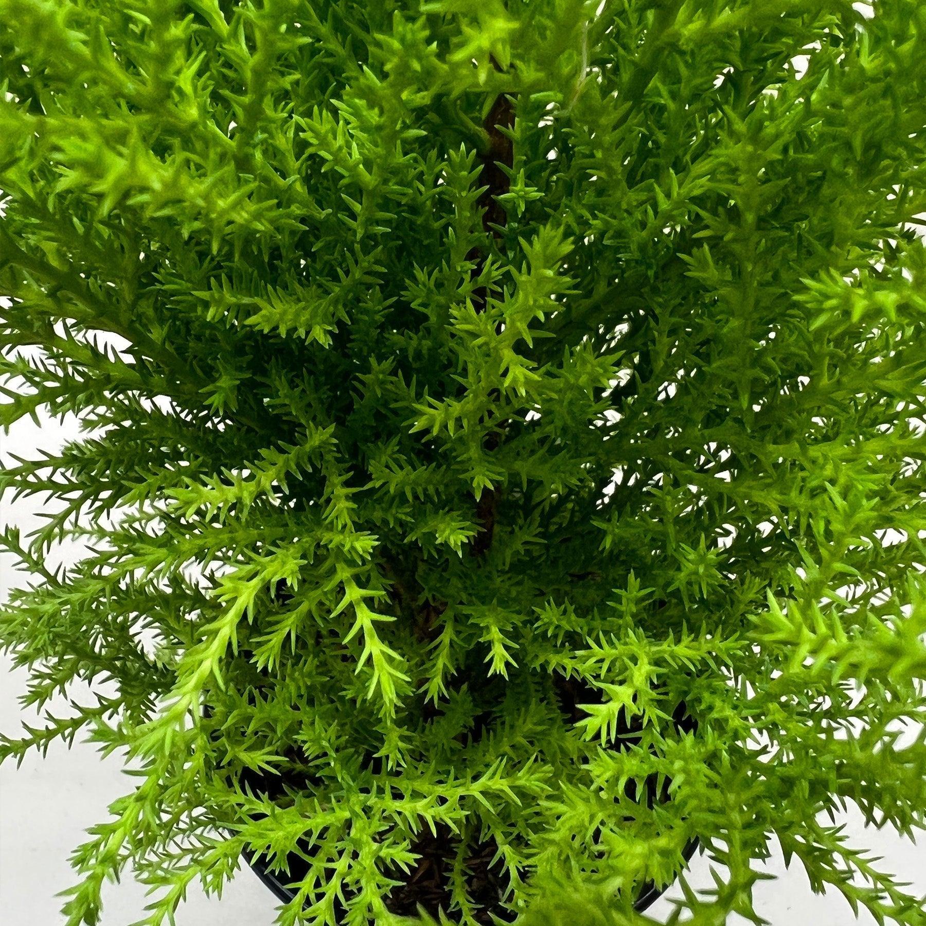 Cypress Lemon-Indoor Plants-The Succulent Source