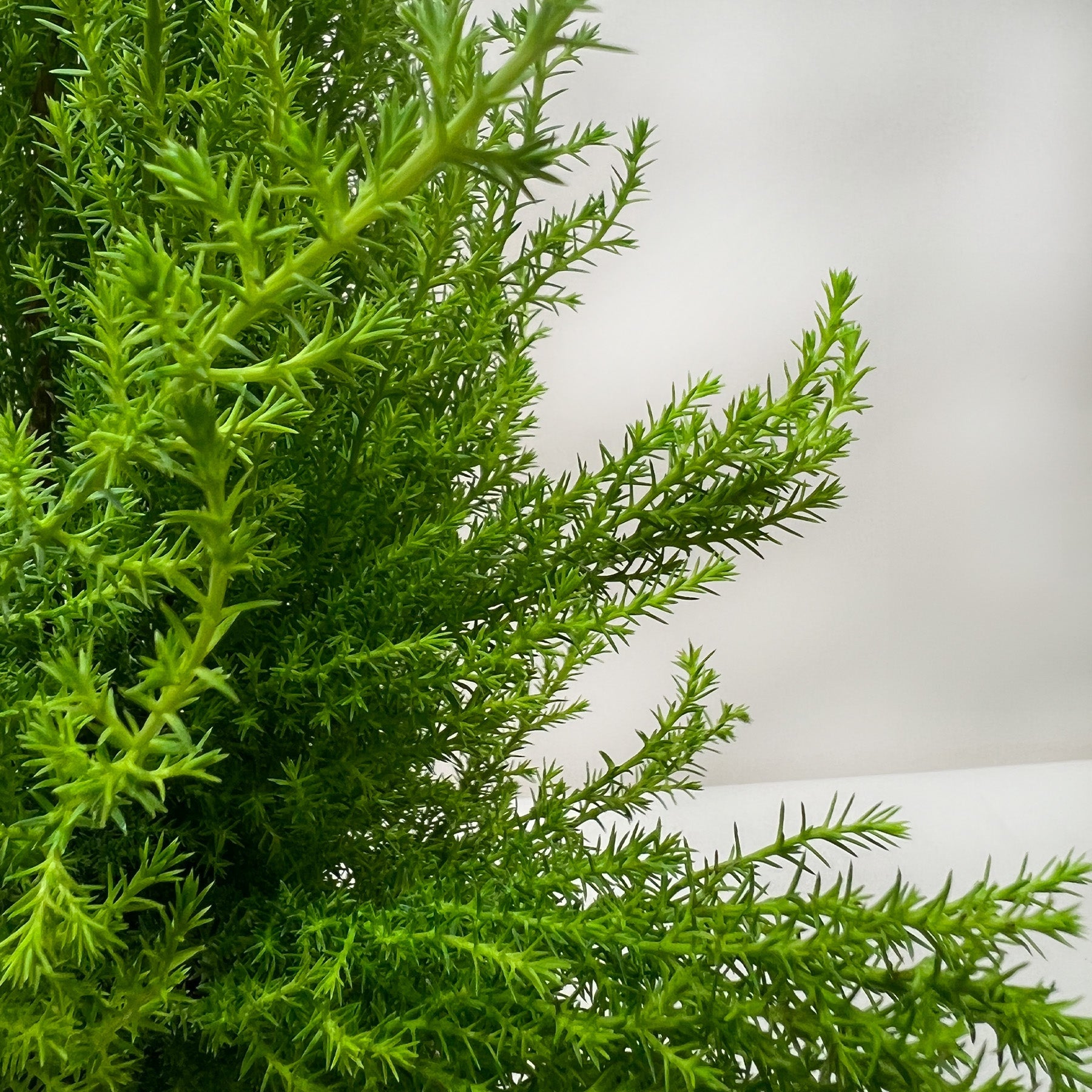 Cypress Lemon-Indoor Plants-The Succulent Source