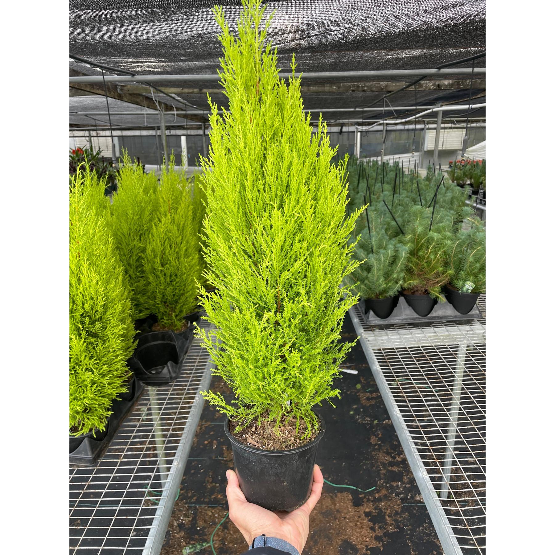 Cypress Lemon-Indoor Plants-The Succulent Source