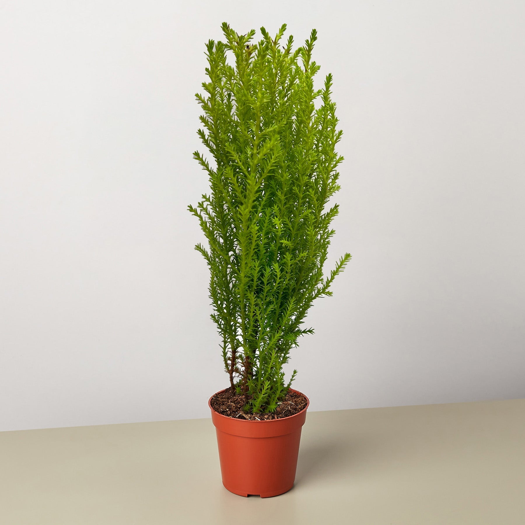 Cypress Lemon-Indoor Plants-The Succulent Source