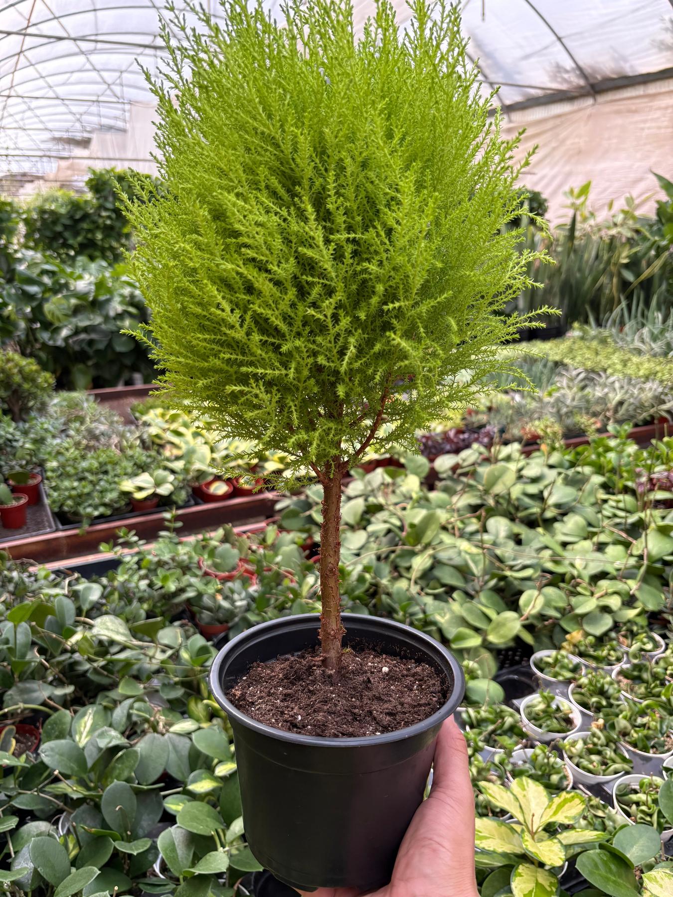 Cypress Lemon Topiary-Indoor Plants-The Succulent Source