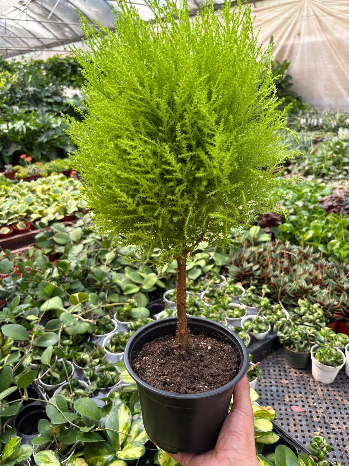Cypress Lemon Topiary-Indoor Plants-The Succulent Source