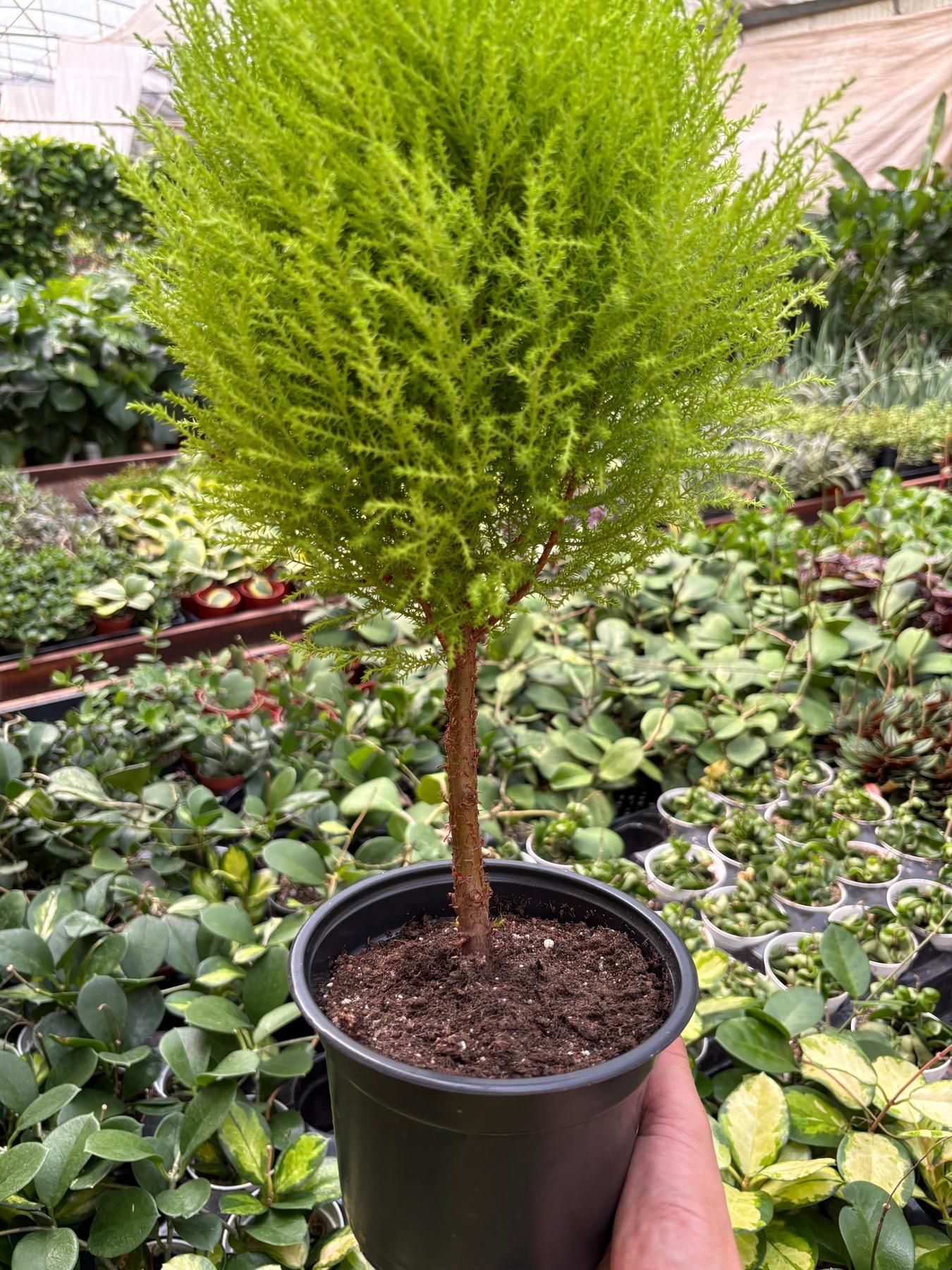 Cypress Lemon Topiary-Indoor Plants-The Succulent Source