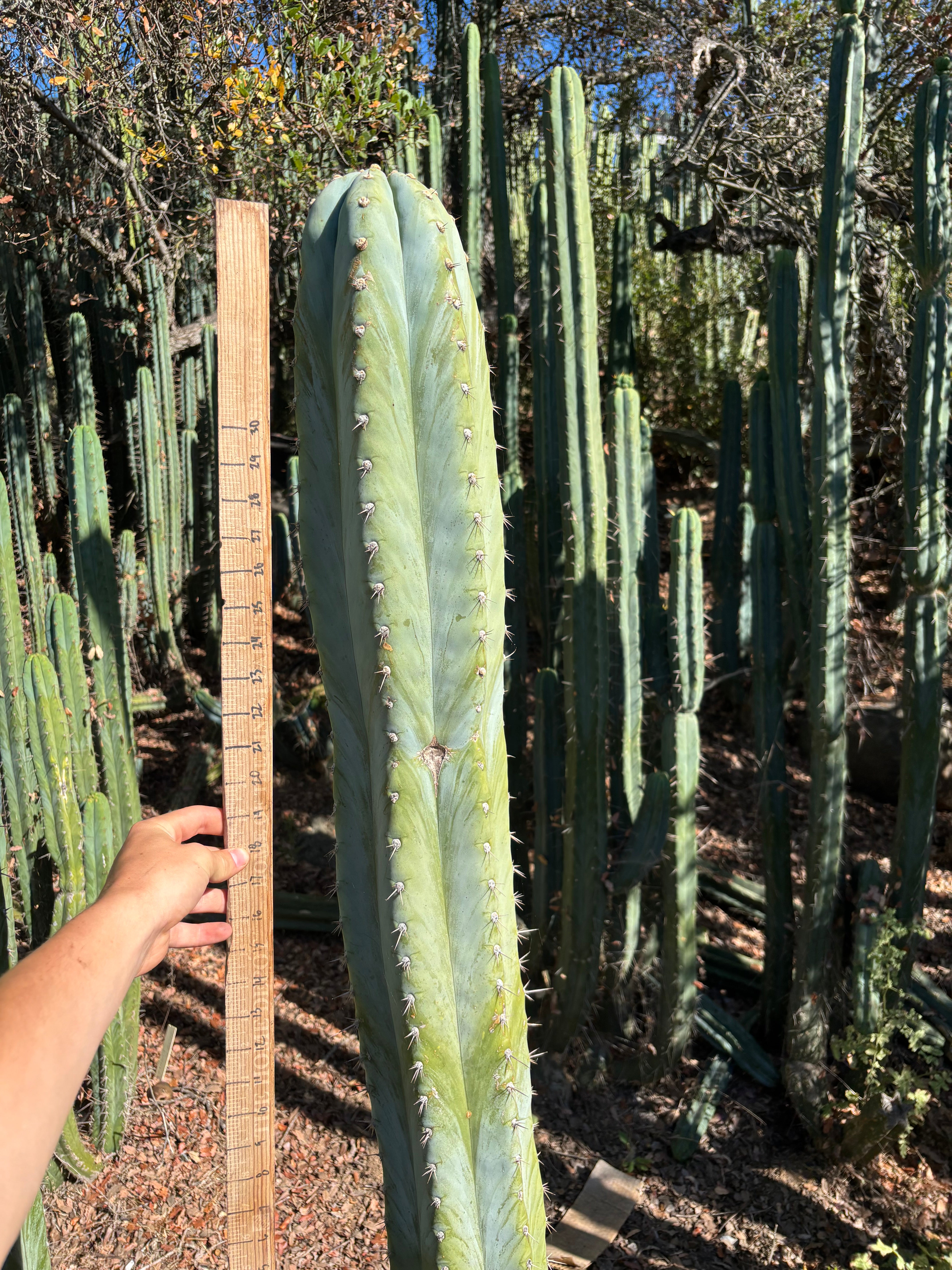 #EC287 EXACT Trichocereus Peruvianus TSSBP Peru Cactus Giant 4’ CUTTING 48”
