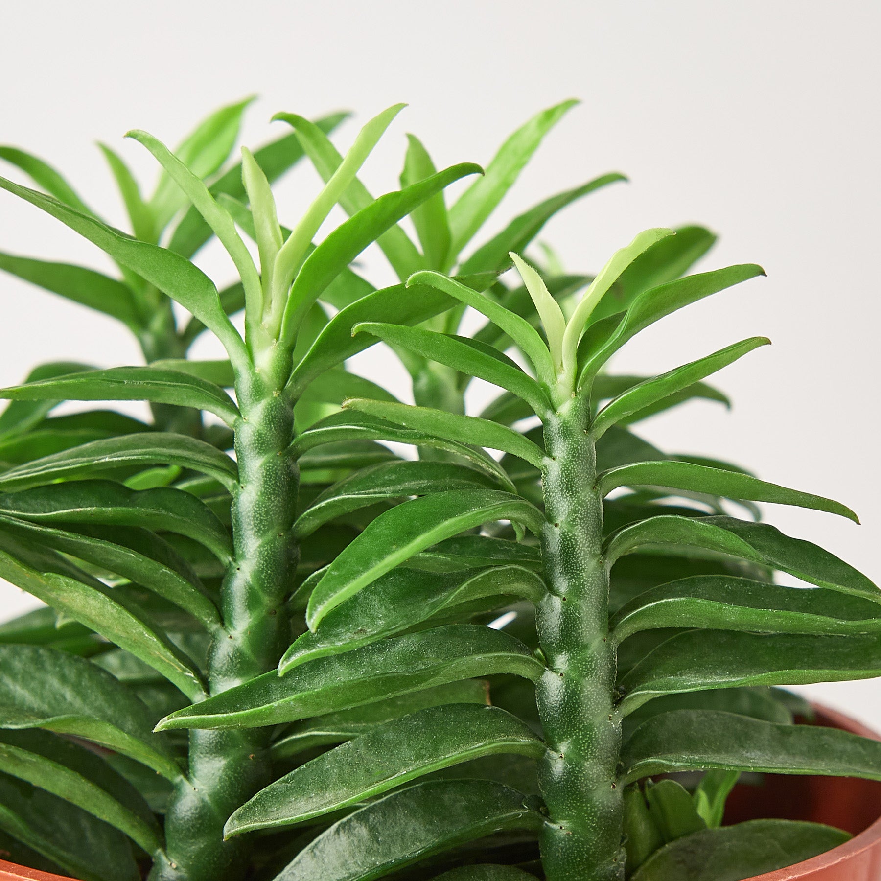 Devil's Backbone Euphorbia-Succulent-The Succulent Source
