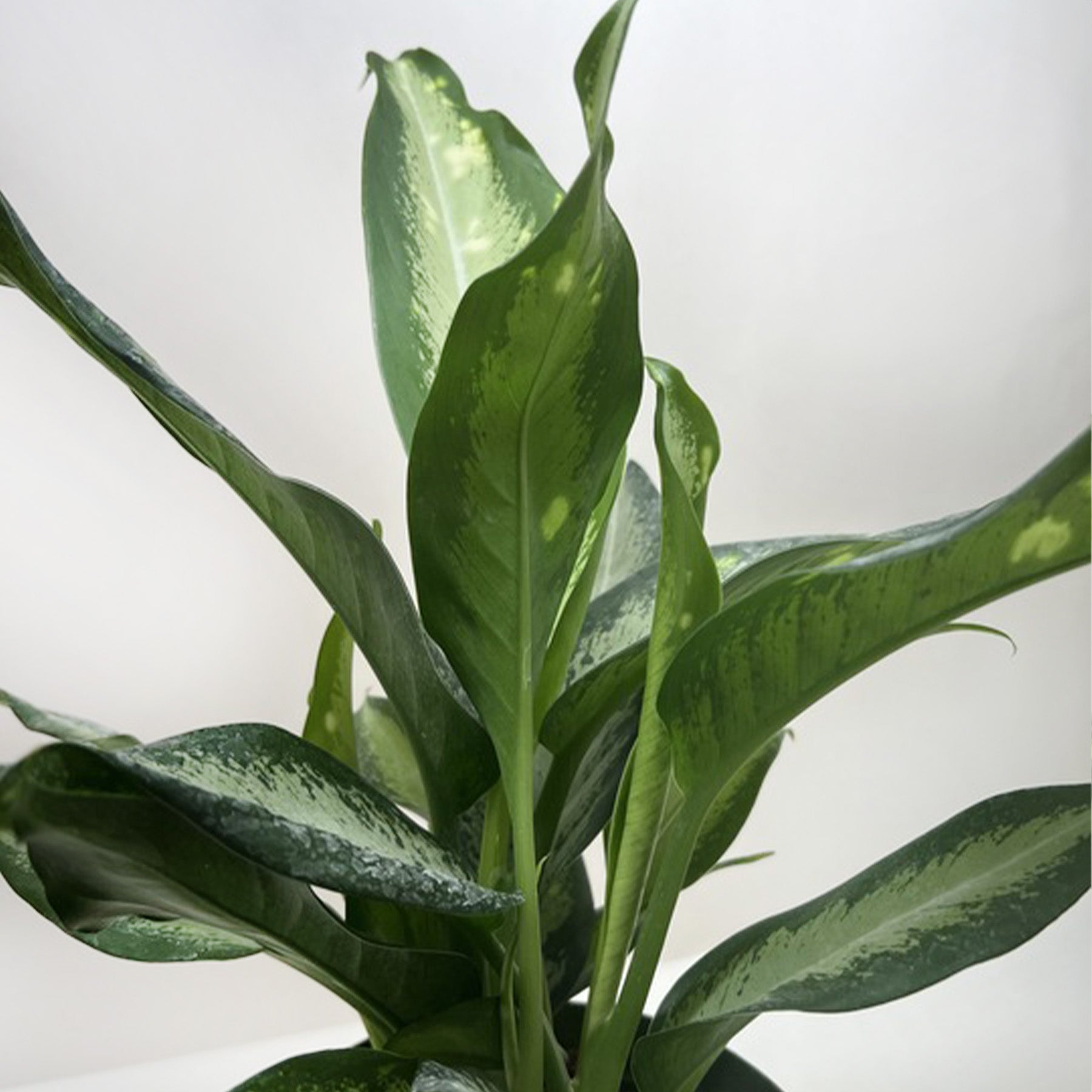 Dieffenbachia Panther-Indoor Plants-The Succulent Source