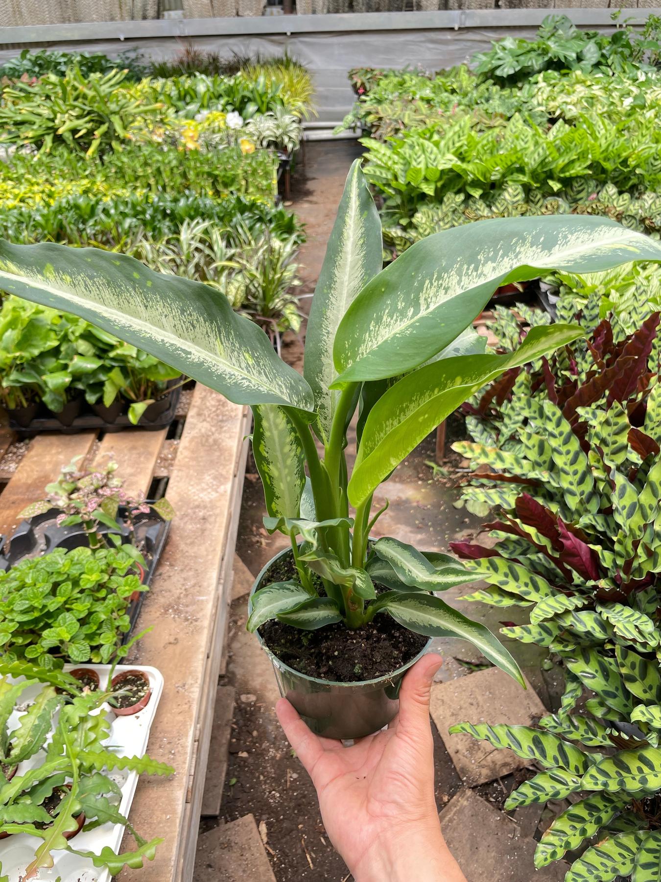 Dieffenbachia Panther-Indoor Plants-The Succulent Source