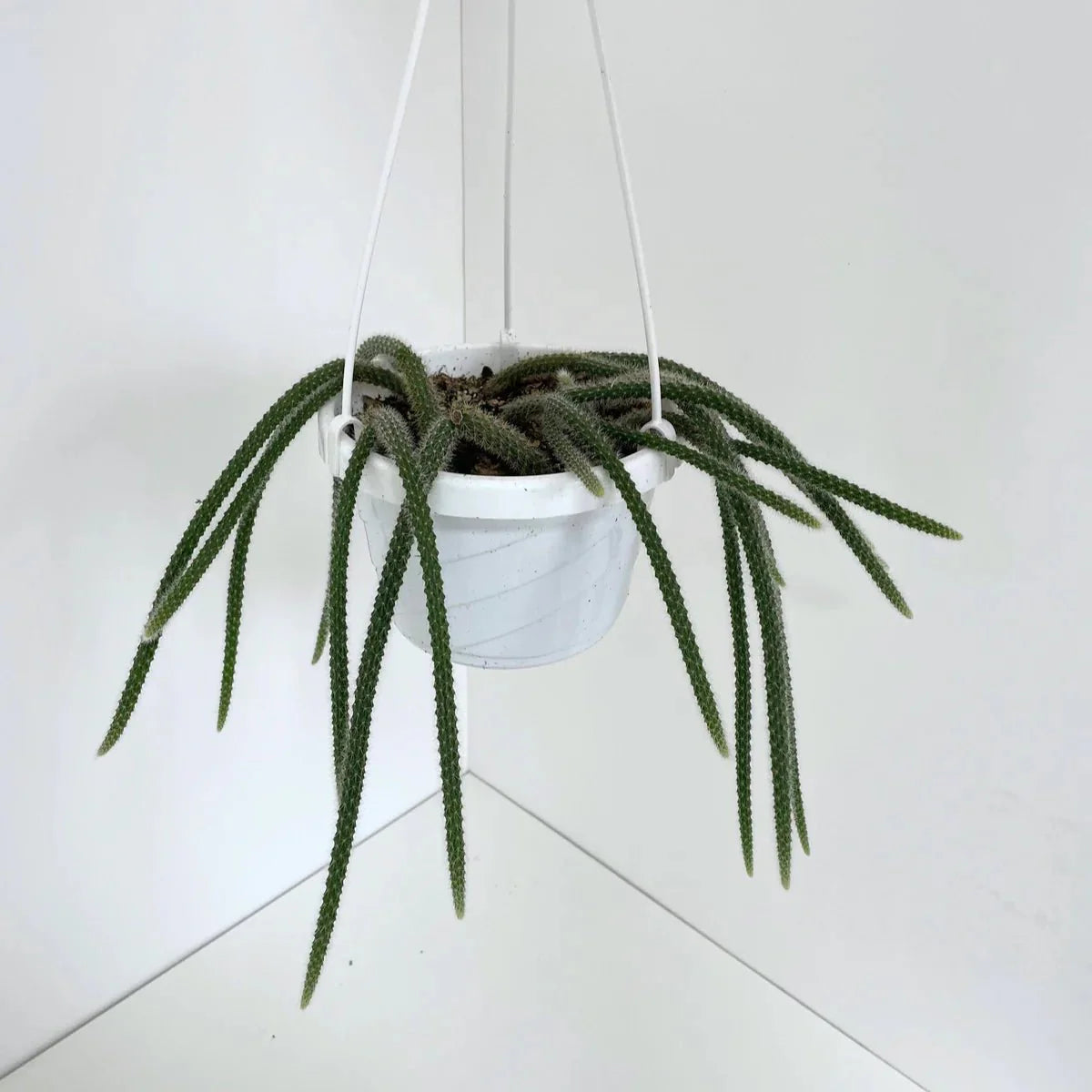Disocactus flagelliformis - Rattail Cactus-Potted Houseplants-The Succulent Source