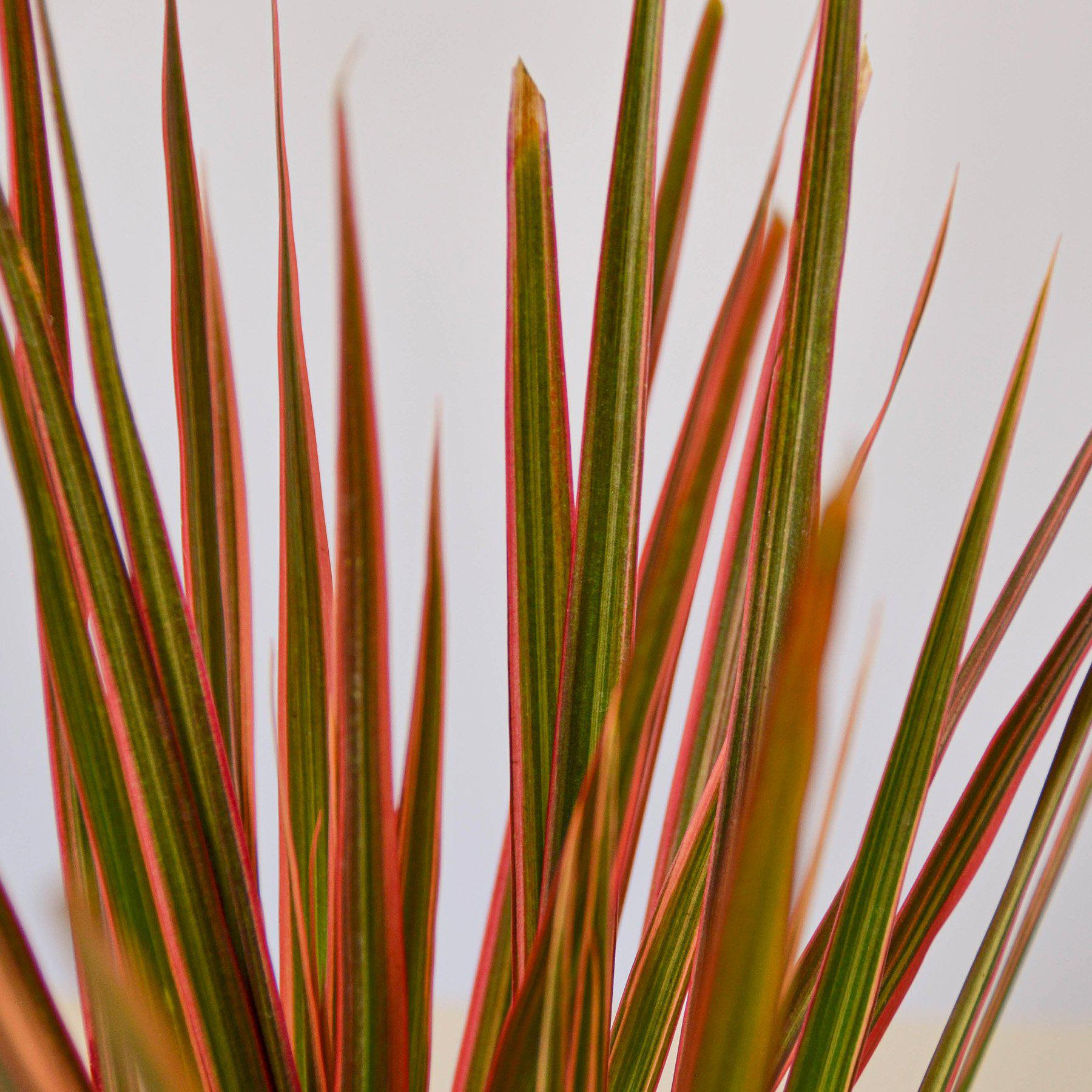 Dracaena 'Colorama'-Indoor Plants-The Succulent Source